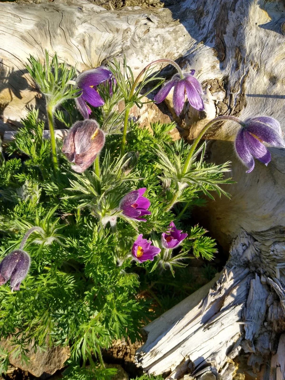 Küchenschelle Samen aus unserem Naturgarten auf Last Farm