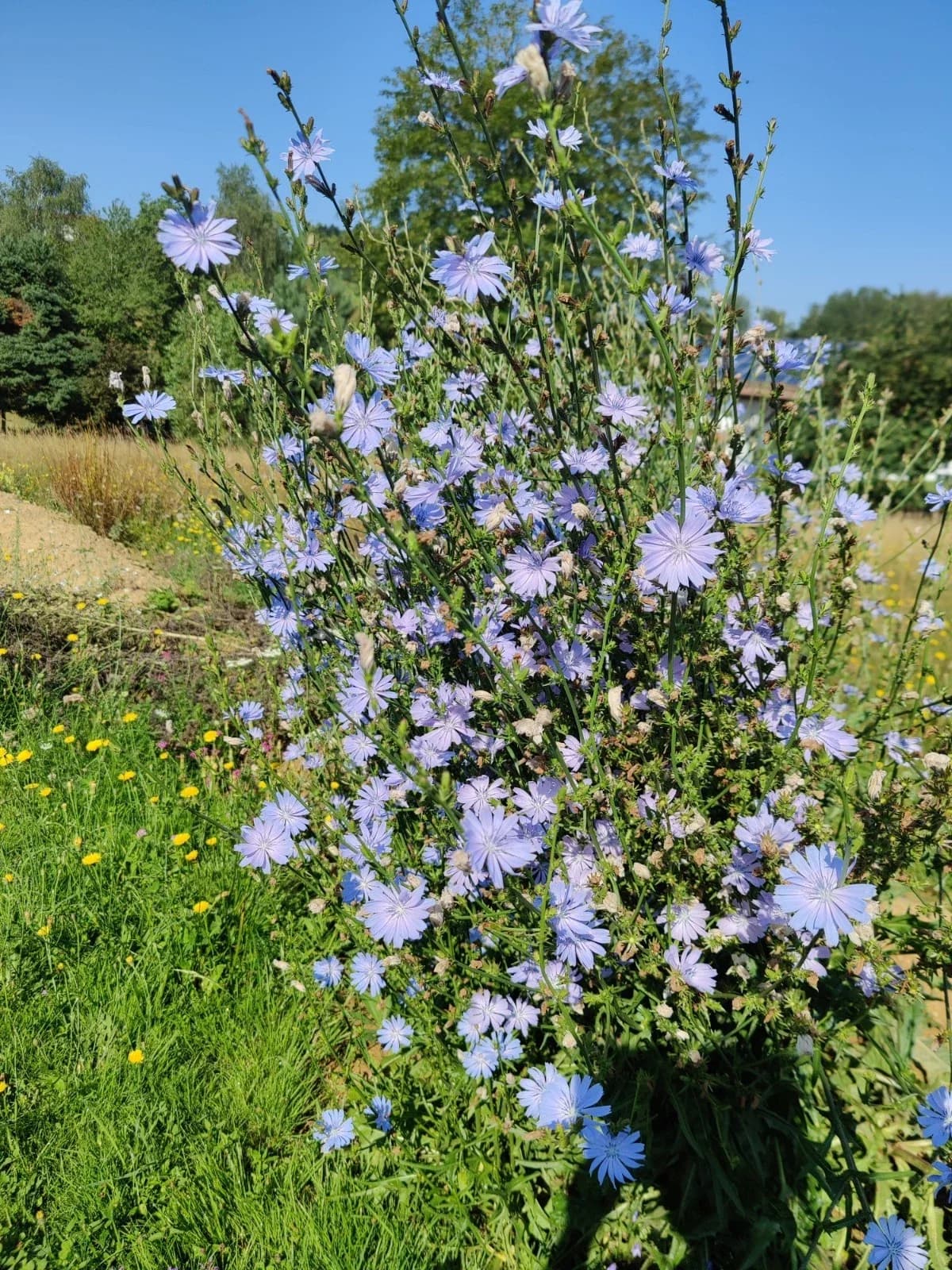 Gemeine Wegwarte Samen aus unserem Naturgarten auf Last Farm