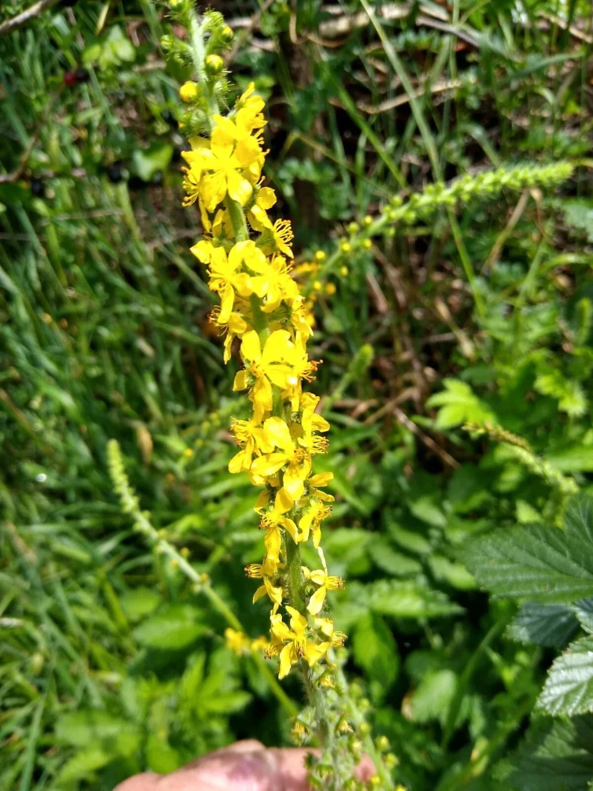 Gewöhnlicher Odermennig Samen aus unserem Naturgarten auf Last Farm
