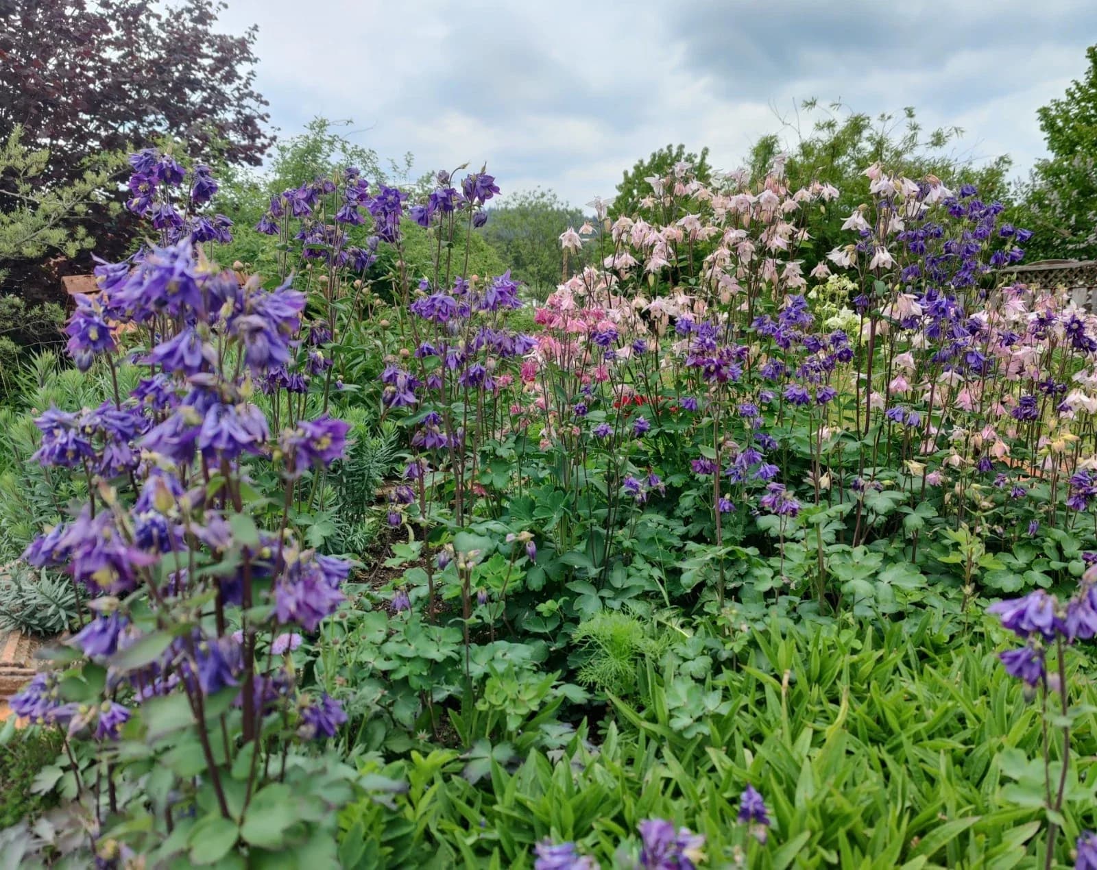Akelei-Mix blau / rosa / lila Samen aus unserem Naturgarten auf Last Farm
