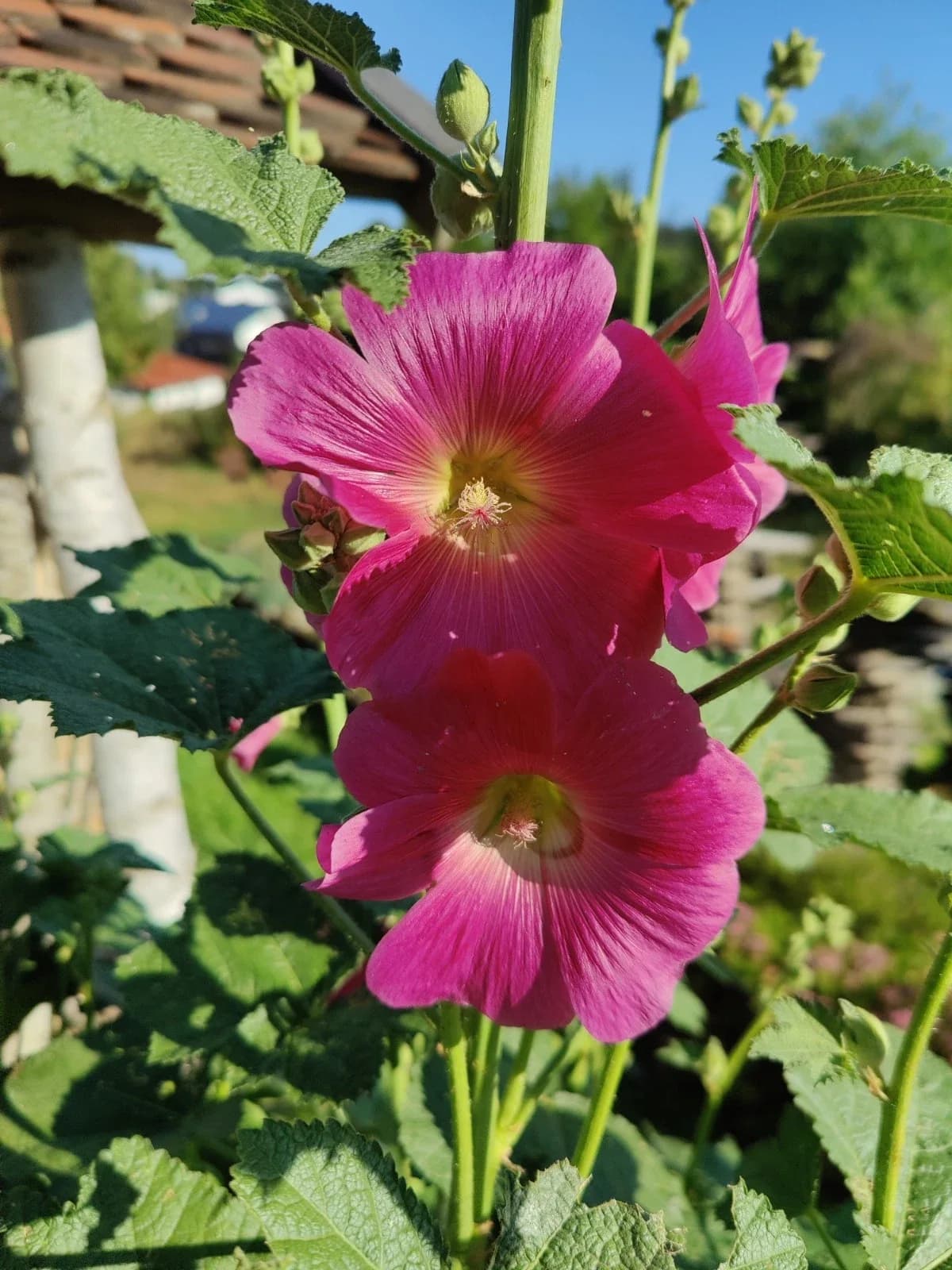 Gewöhnliche Stockrose, pink ungefüllt Samen aus unserem Naturgarten auf Last Farm