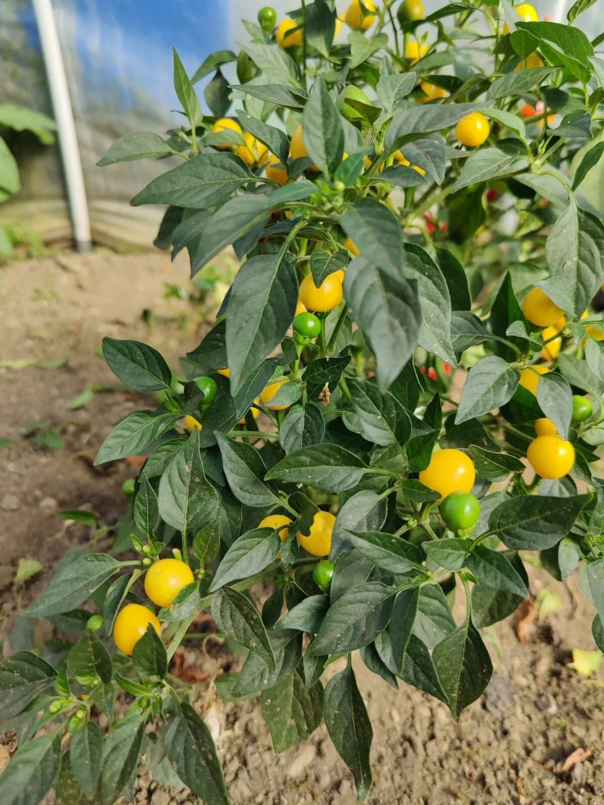 Chili „Gelbe Kirsche“ Samen aus unserem Naturgarten auf Last Farm