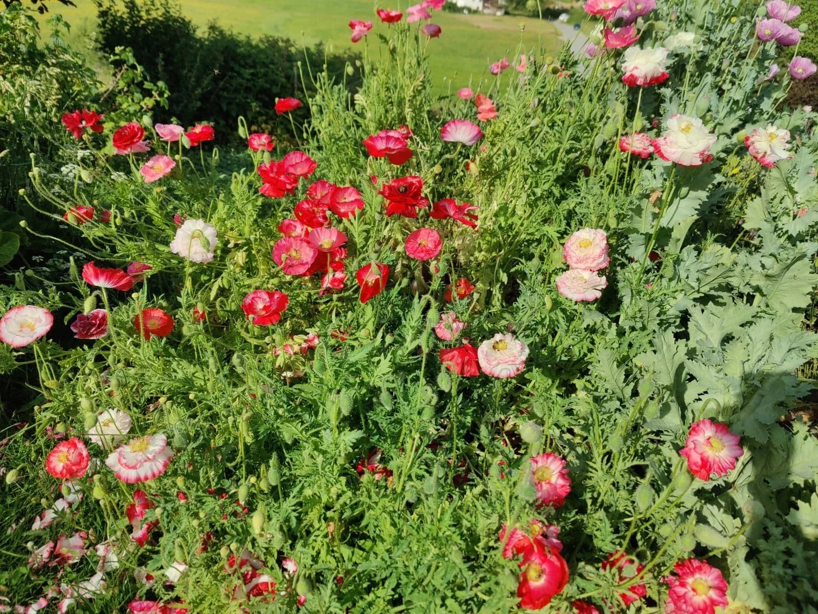 Bunter Klatschmohn Samen aus unserem Naturgarten auf Last Farm