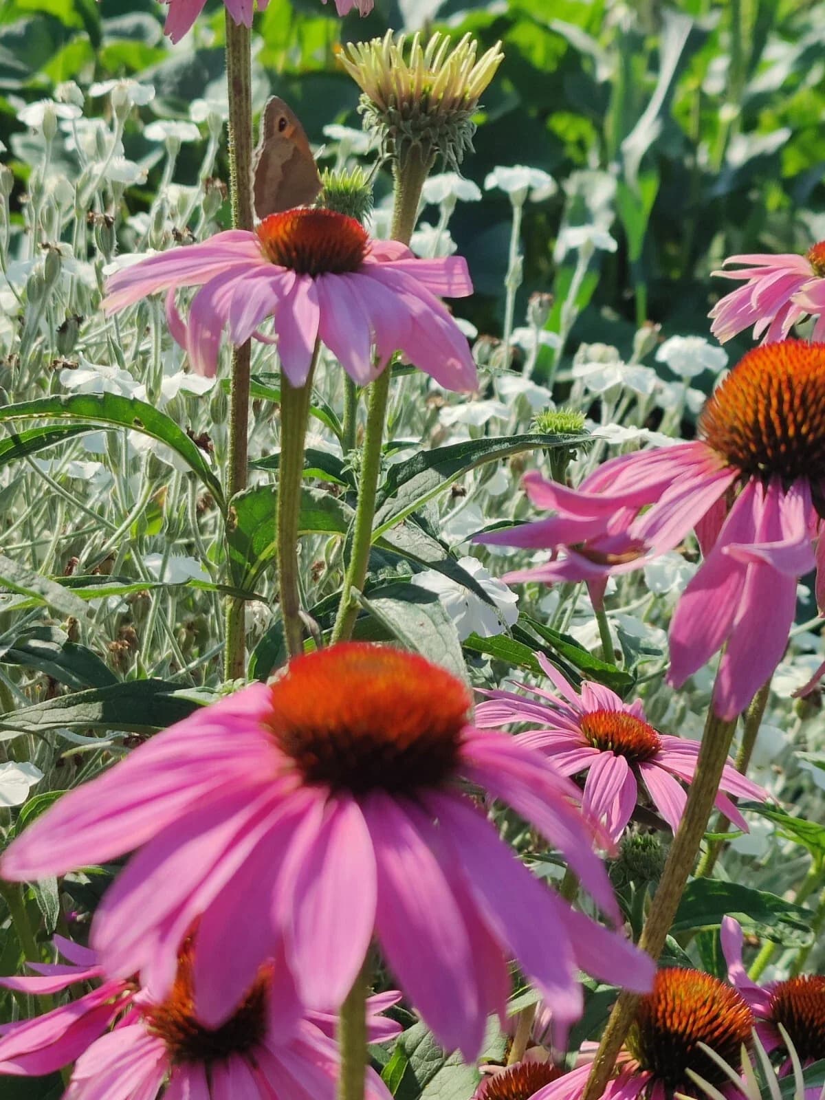 Purpur-Sonnenhut Samen aus unserem Naturgarten auf Last Farm