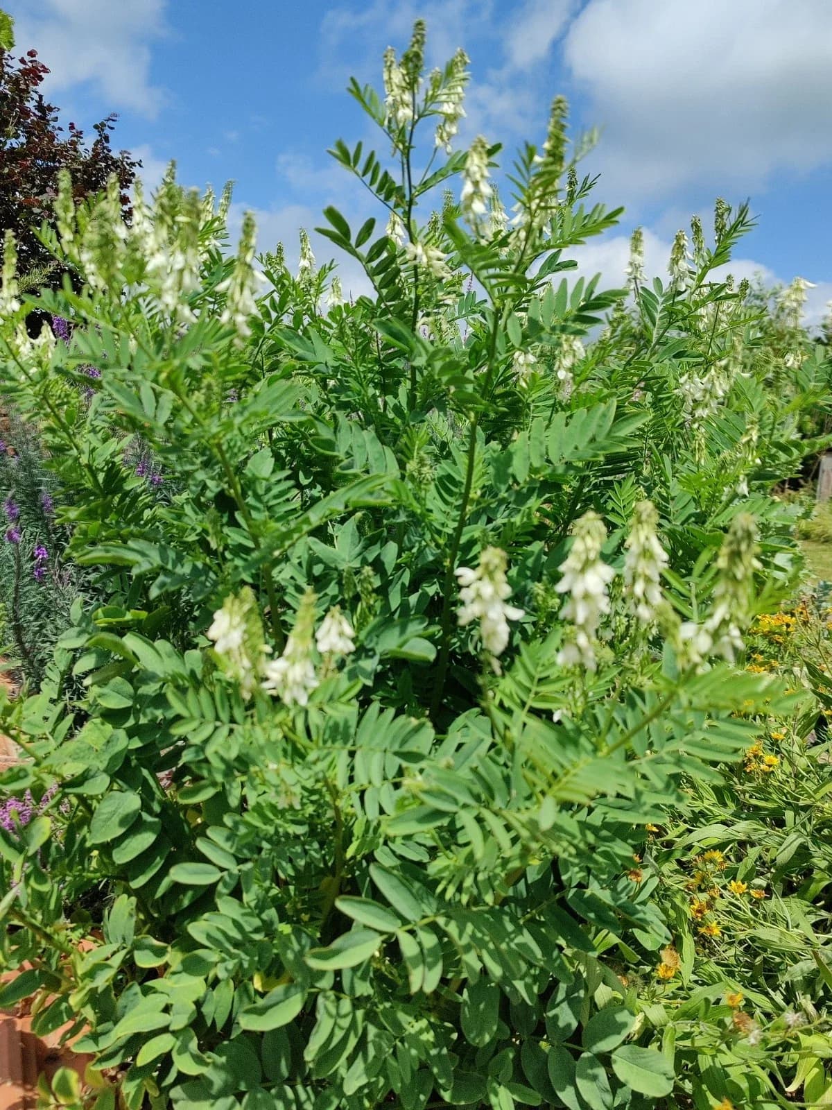 Geißraute Samen aus unserem Naturgarten auf Last Farm