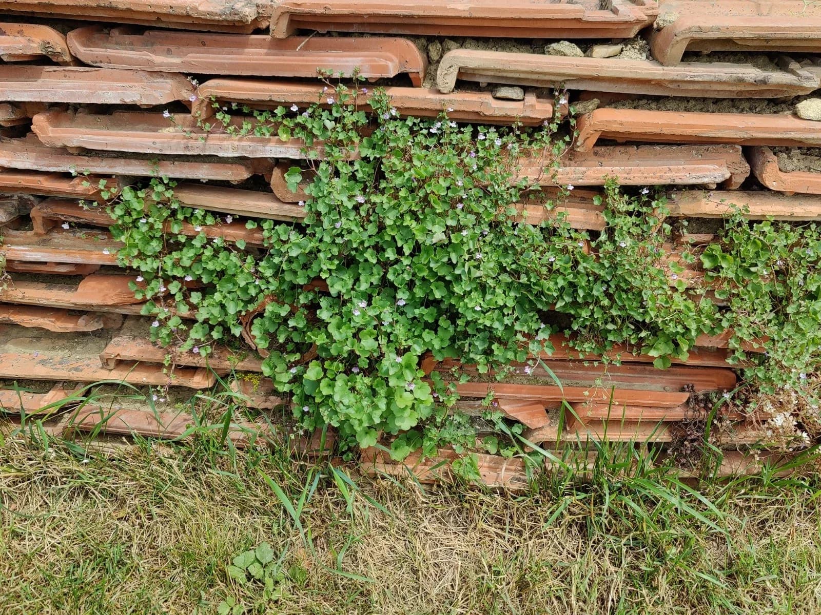 Zimbelkraut Samen aus unserem Naturgarten auf Last Farm