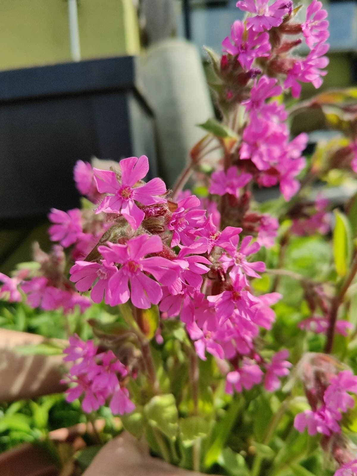 Rote Lichtnelke Samen aus unserem Naturgarten auf Last Farm