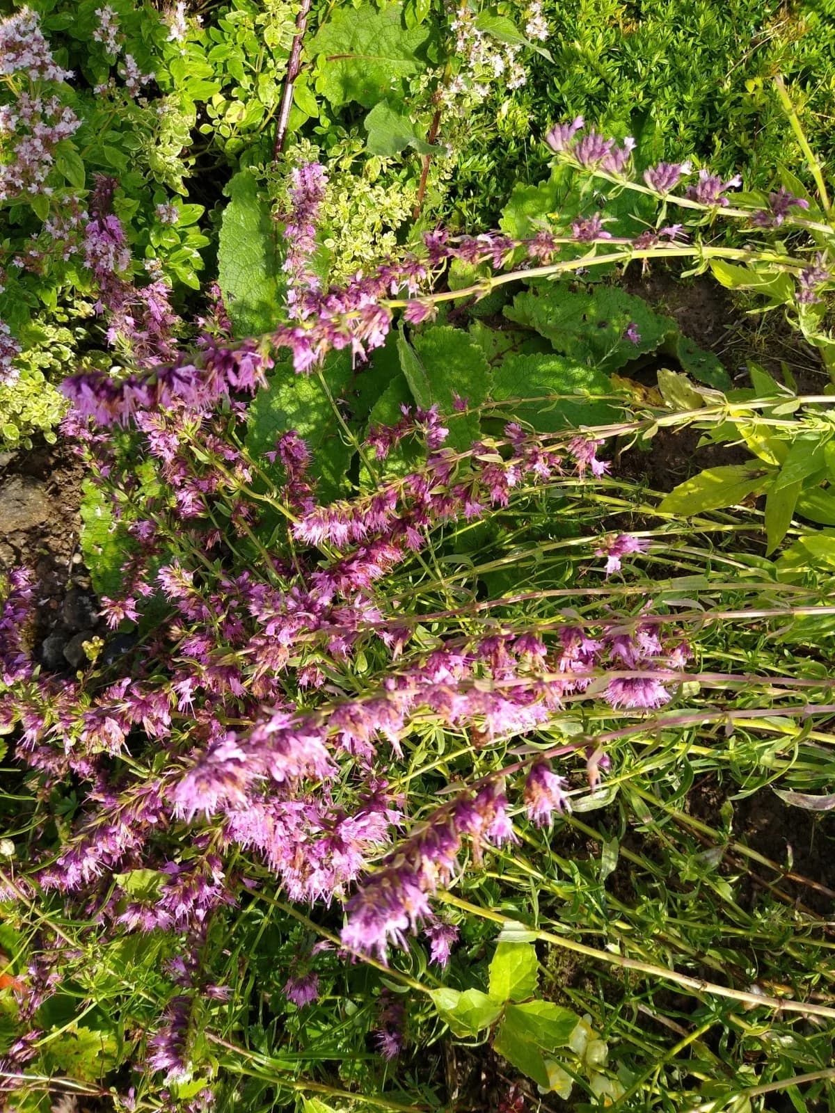 Ysop rosa Samen aus unserem Naturgarten auf Last Farm