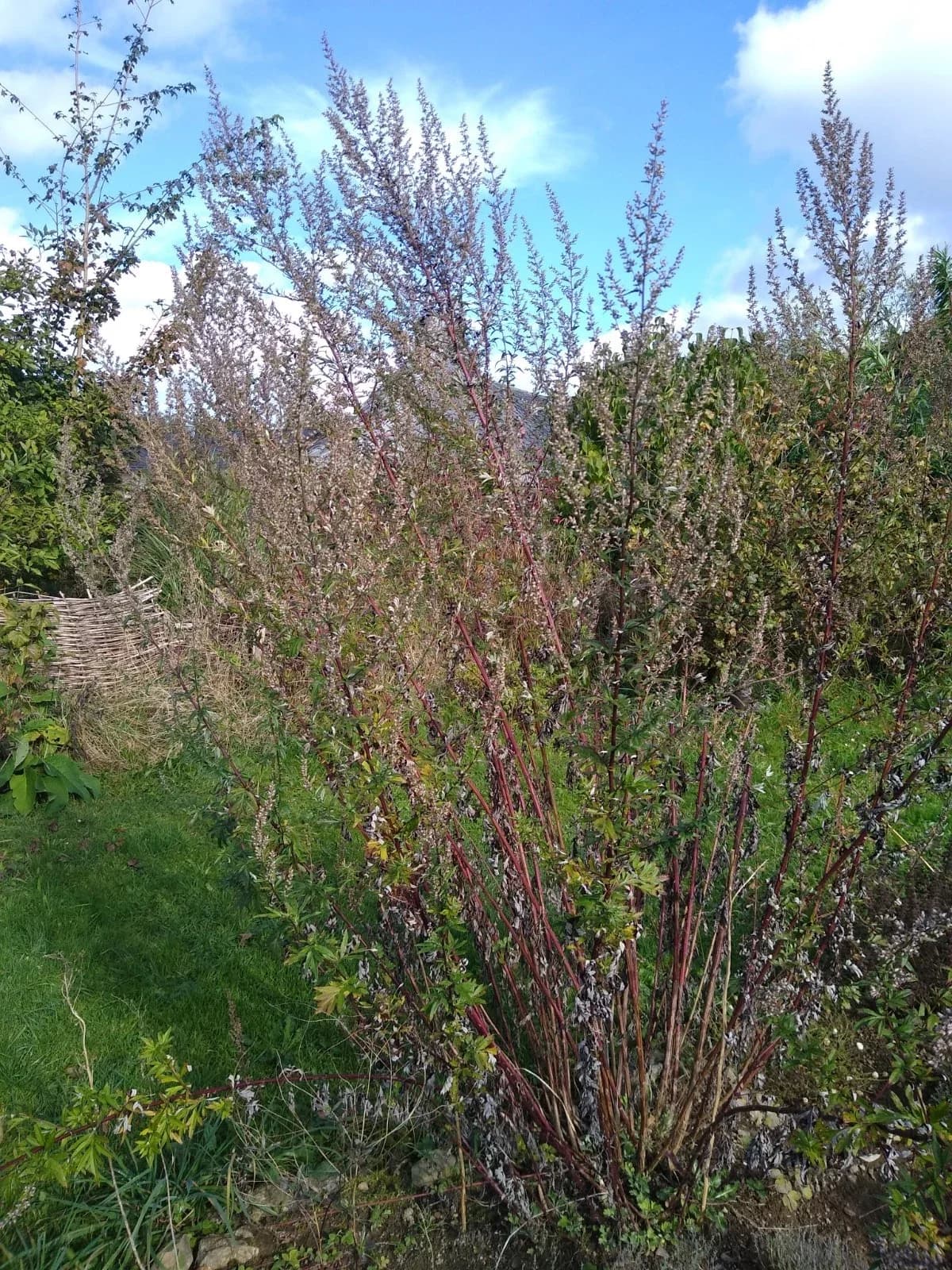 Gemeiner Beifuß Samen aus unserem Naturgarten auf Last Farm