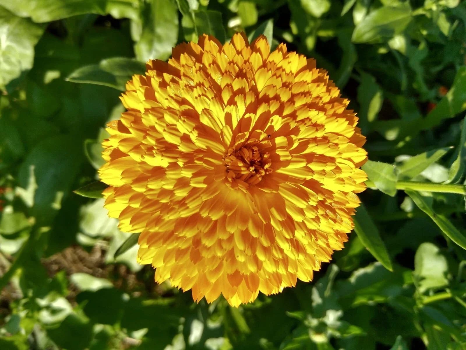 Ringelblumen-Mix in Gelb und Orange Samen aus unserem Naturgarten auf Last Farm