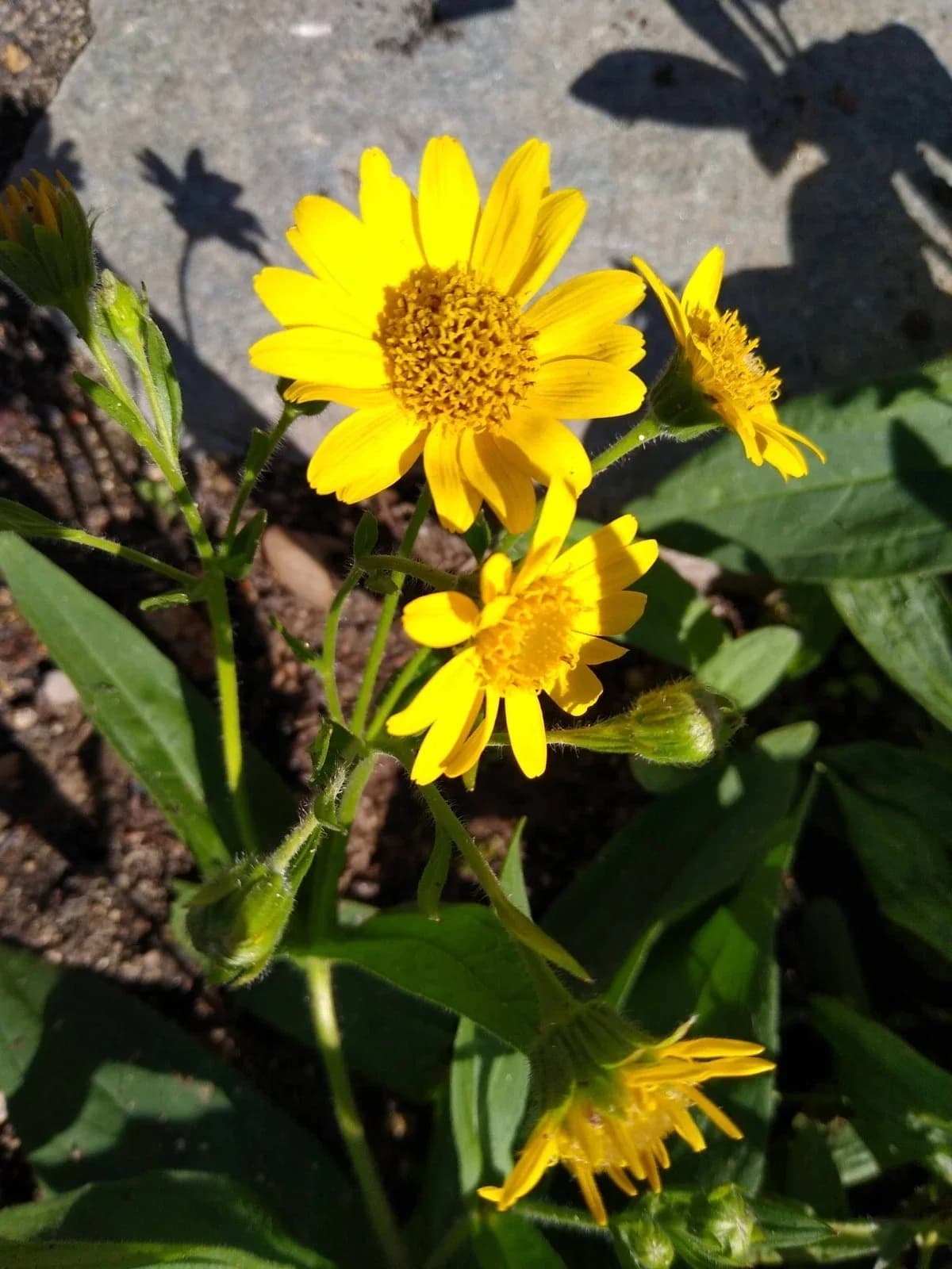 Amerikanische Arnika Samen aus unserem Naturgarten auf Last Farm