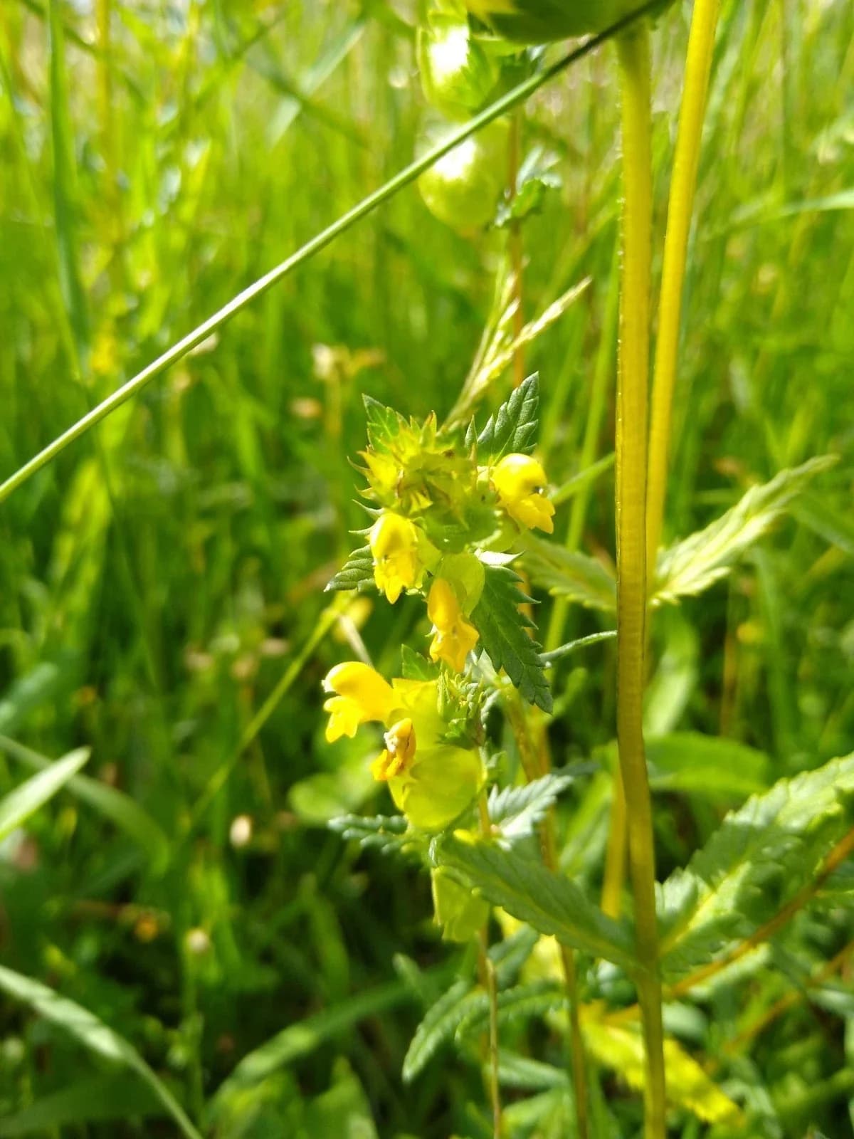 Kleiner Klappertopf Samen aus unserem Naturgarten auf Last Farm