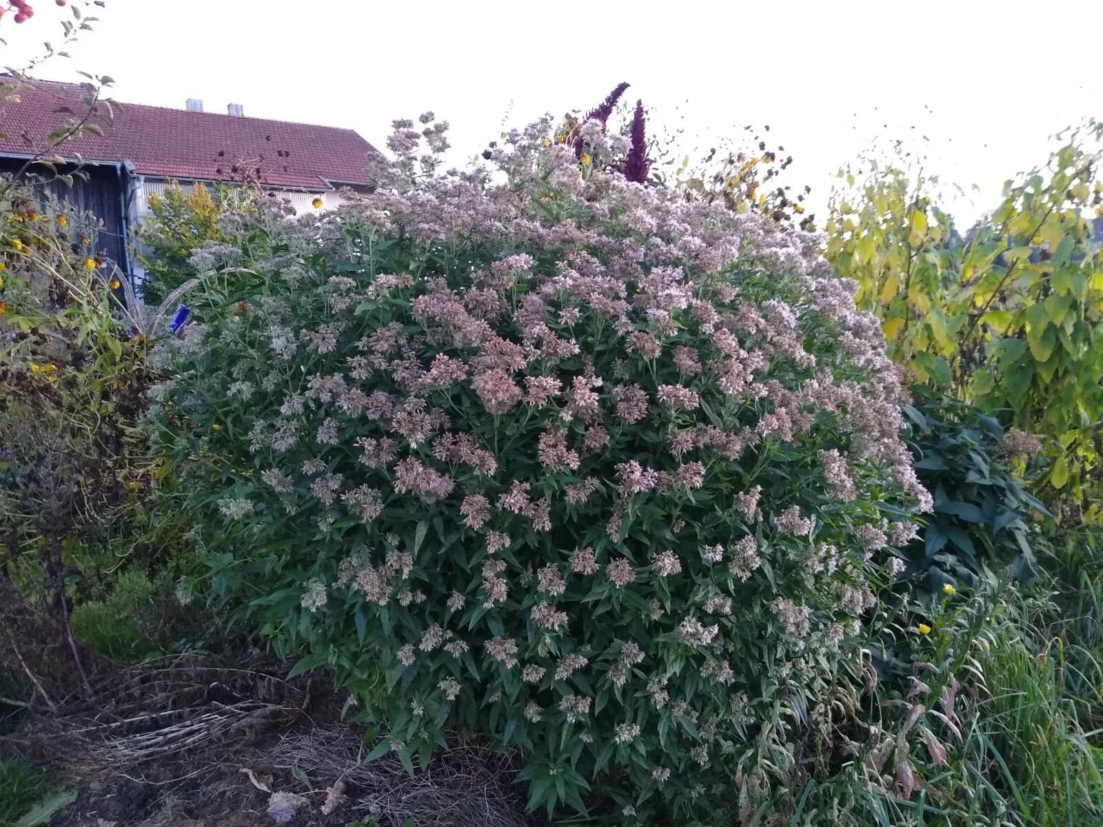 Wasserdost Samen aus unserem Naturgarten auf Last Farm