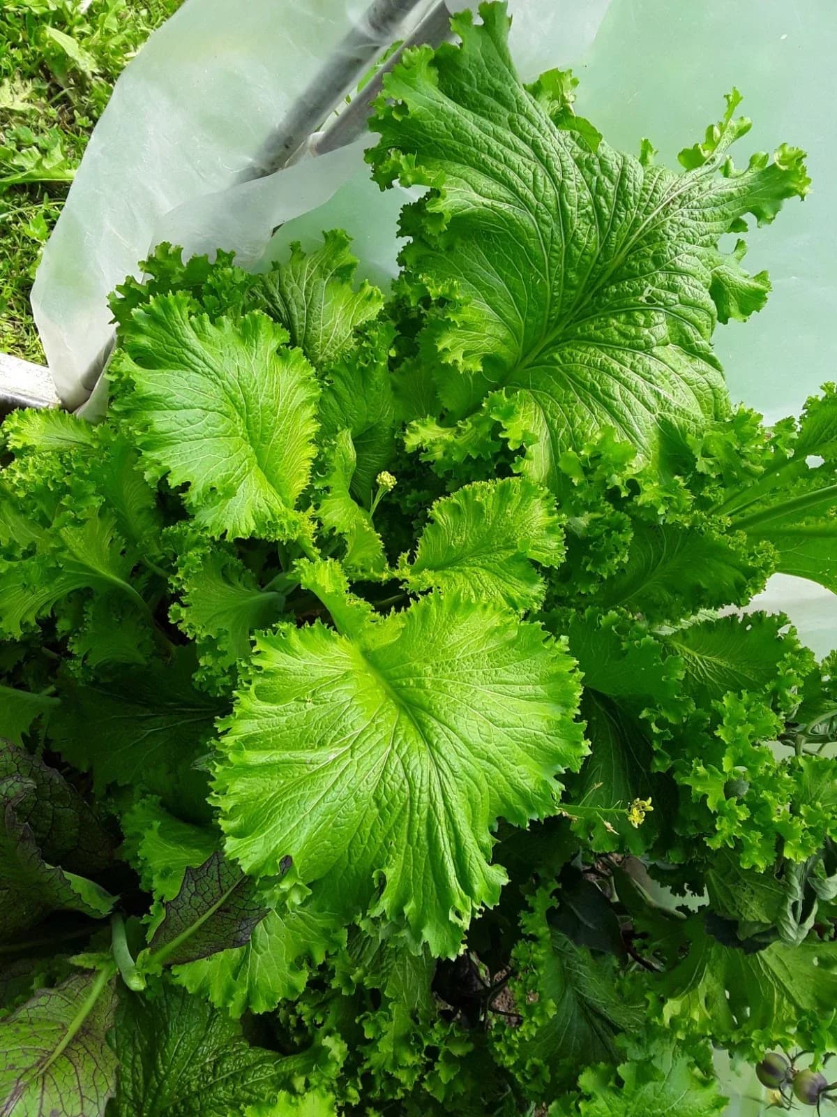 Blattsenf „Southern Giant Curled“ Samen aus unserem Naturgarten auf Last Farm