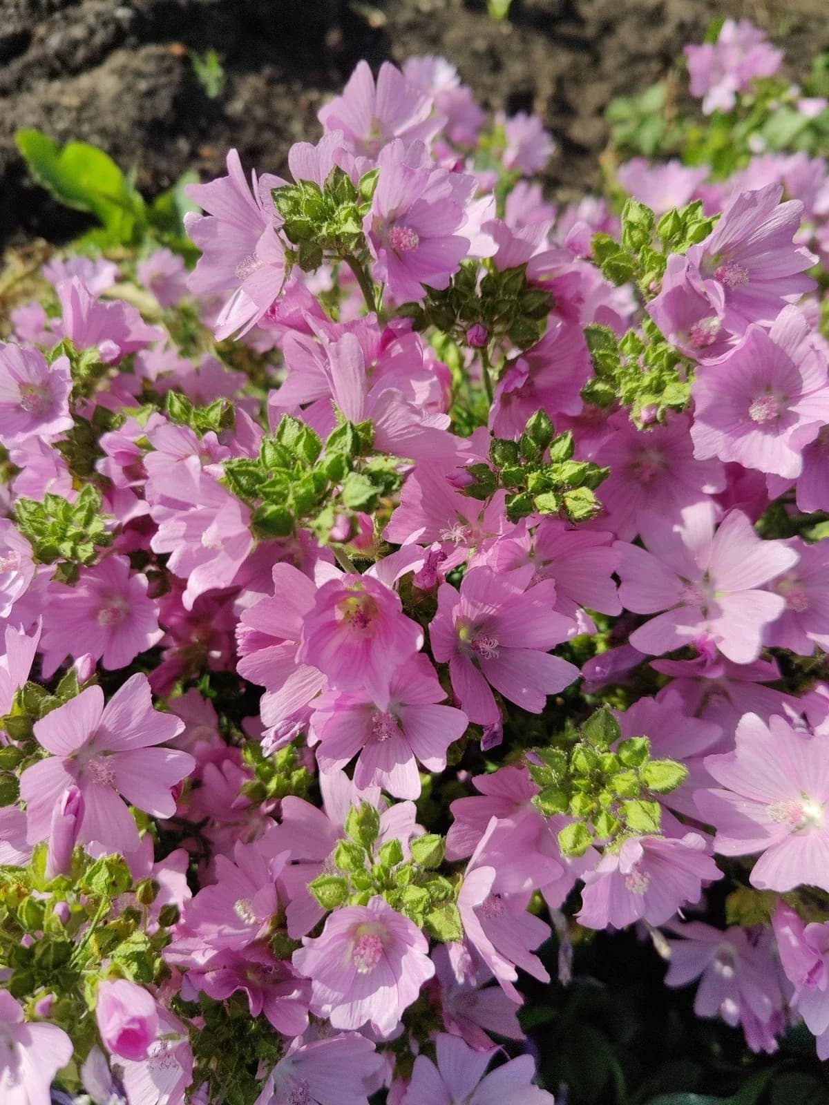 Moschusmalve, rosa Samen aus unserem Naturgarten auf Last Farm