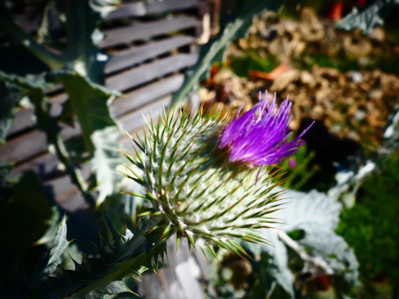 Eselsdistel Samen aus unserem Naturgarten auf Last Farm