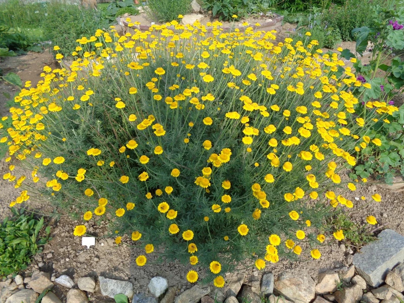 Färberkamille Samen aus unserem Naturgarten auf Last Farm