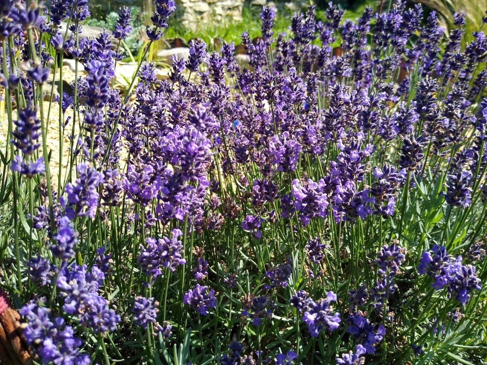Echter Lavendel Samen aus unserem Naturgarten auf Last Farm