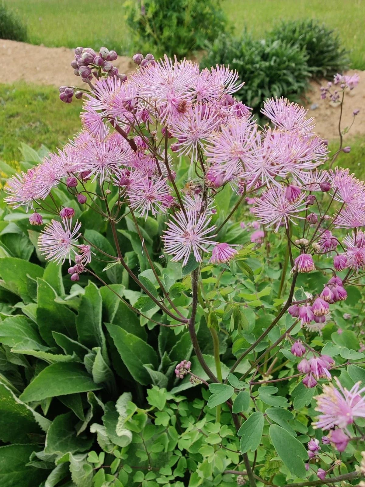 Akeleiblättrige Wiesenraute, hellviolett Samen aus unserem Naturgarten auf Last Farm