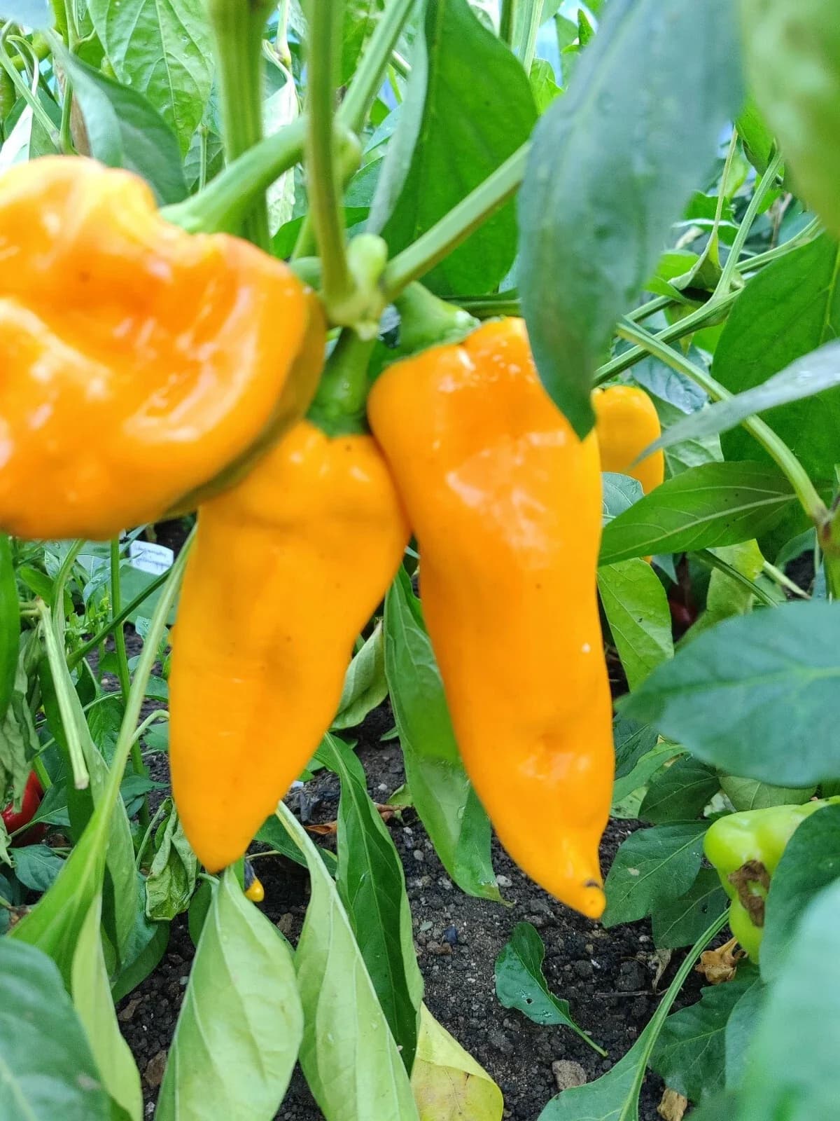 Spitzpaprika „Marconi“ orange Samen aus unserem Naturgarten auf Last Farm