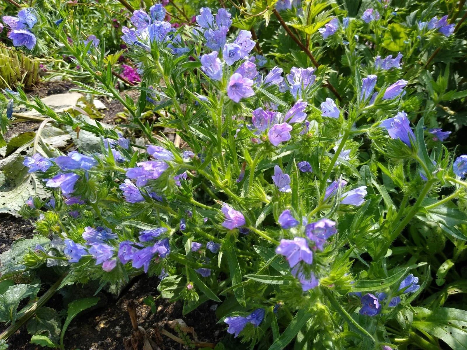 Natternkopf „Blue Bedder“ Samen aus unserem Naturgarten auf Last Farm