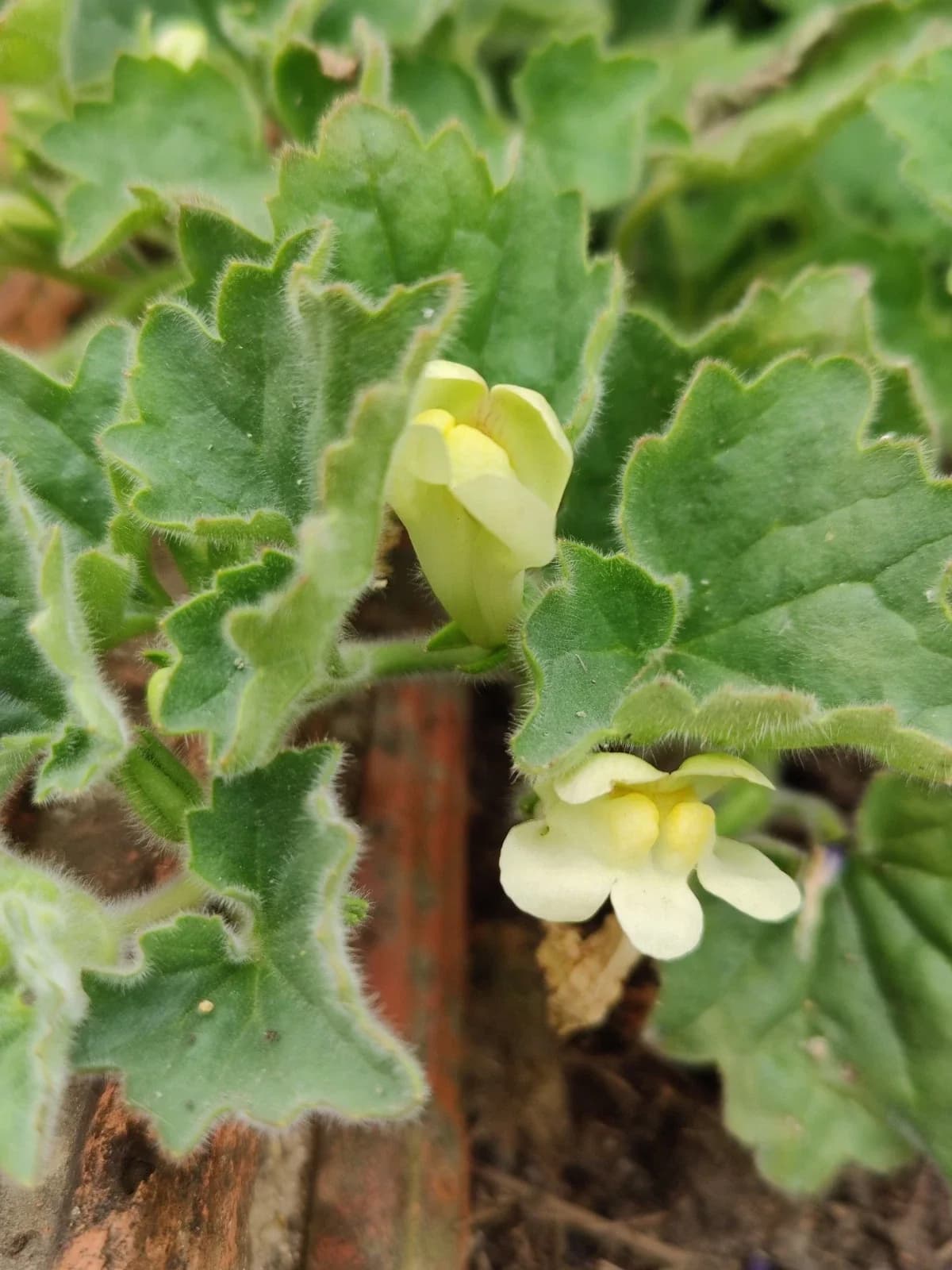 Felsenlöwenmaul Samen aus unserem Naturgarten auf Last Farm