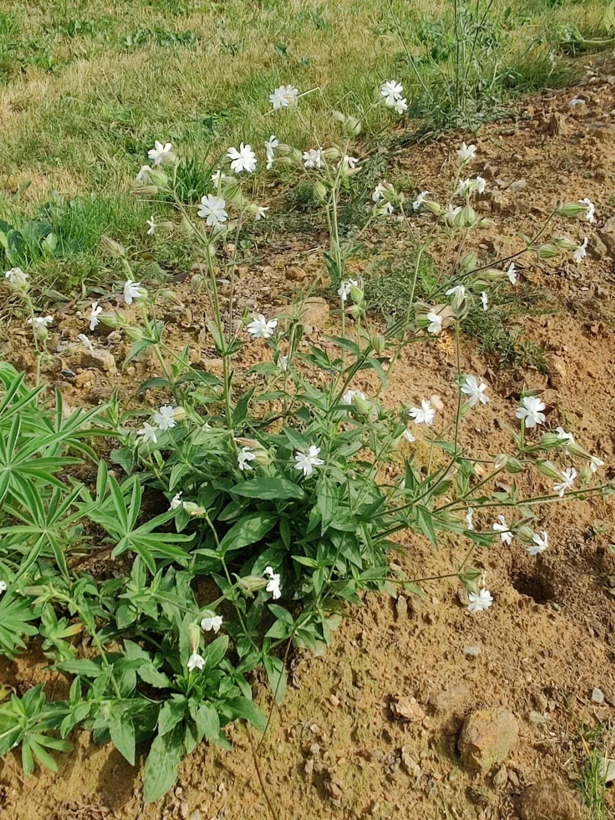Weiße Lichtnelke Samen aus unserem Naturgarten auf Last Farm