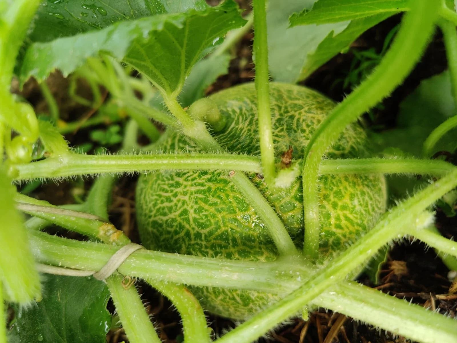 Melonengurke "Tondo di Fasano" Samen aus unserem Naturgarten auf Last Farm