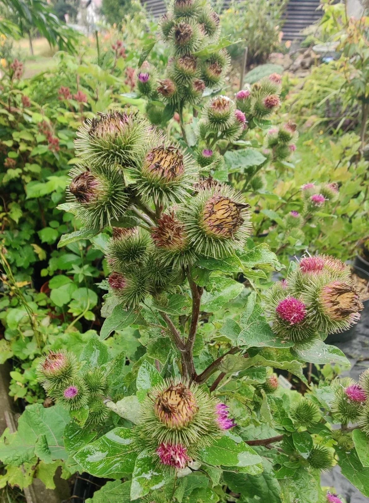 Große Klette Samen aus unserem Naturgarten auf Last Farm