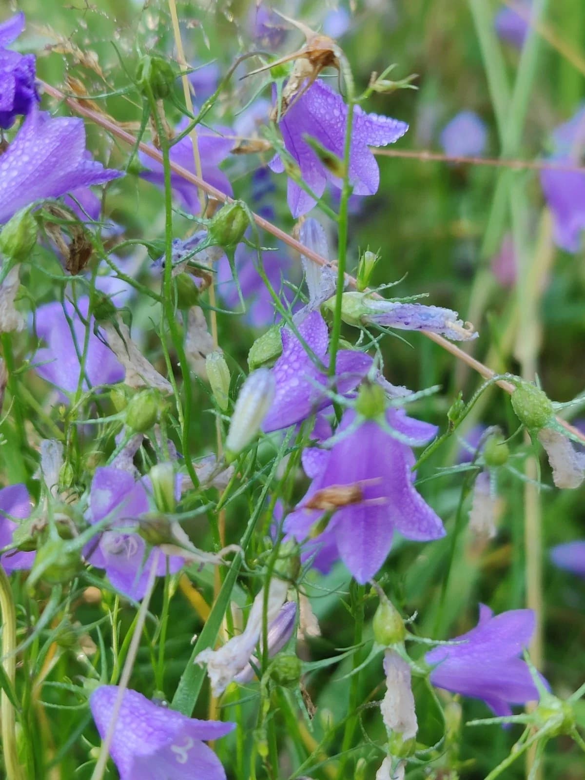 Rundblättrige Glockenblume Samen aus unserem Naturgarten auf Last Farm