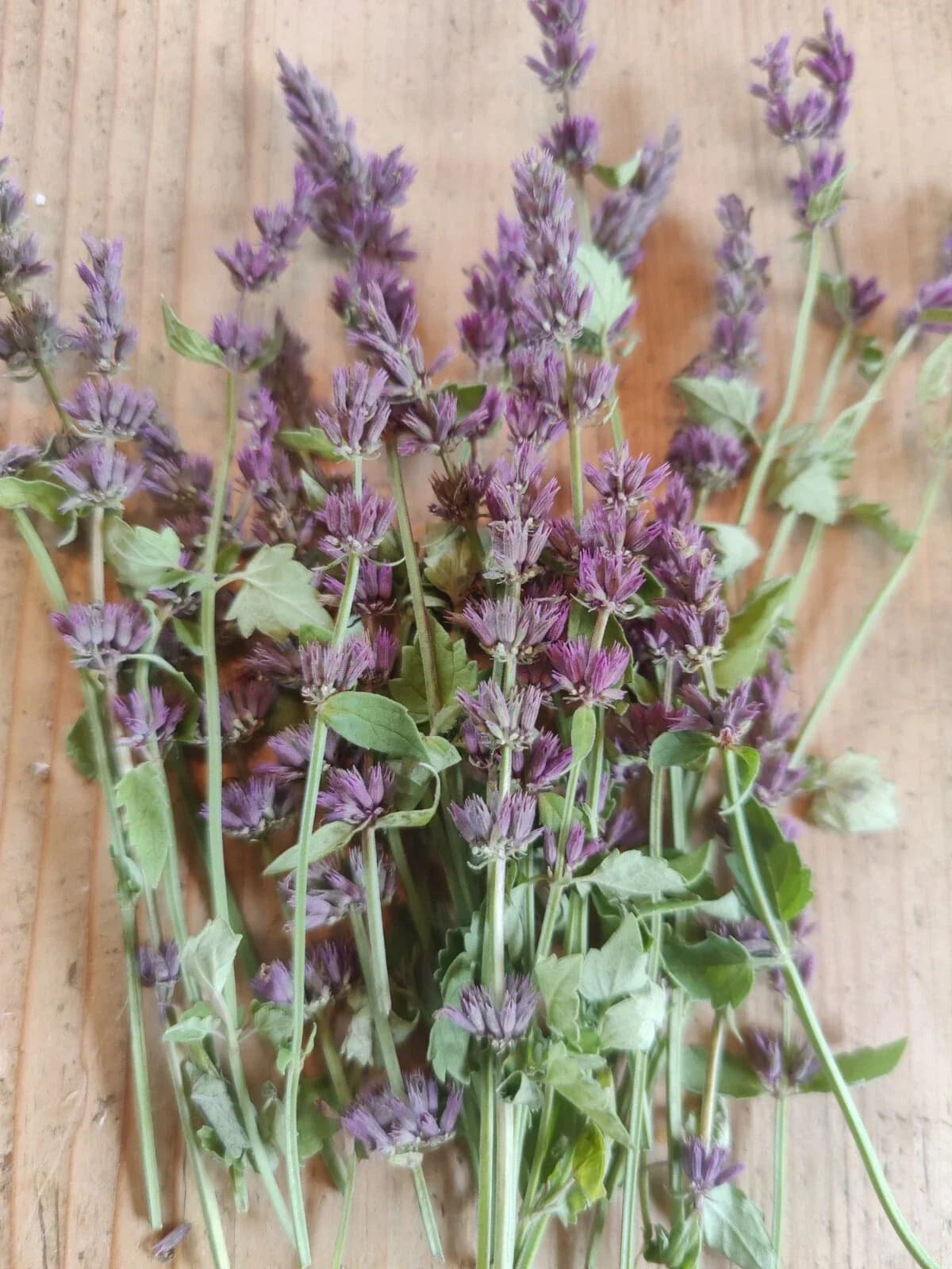 Lavendel-Agastache Samen aus unserem Naturgarten auf Last Farm