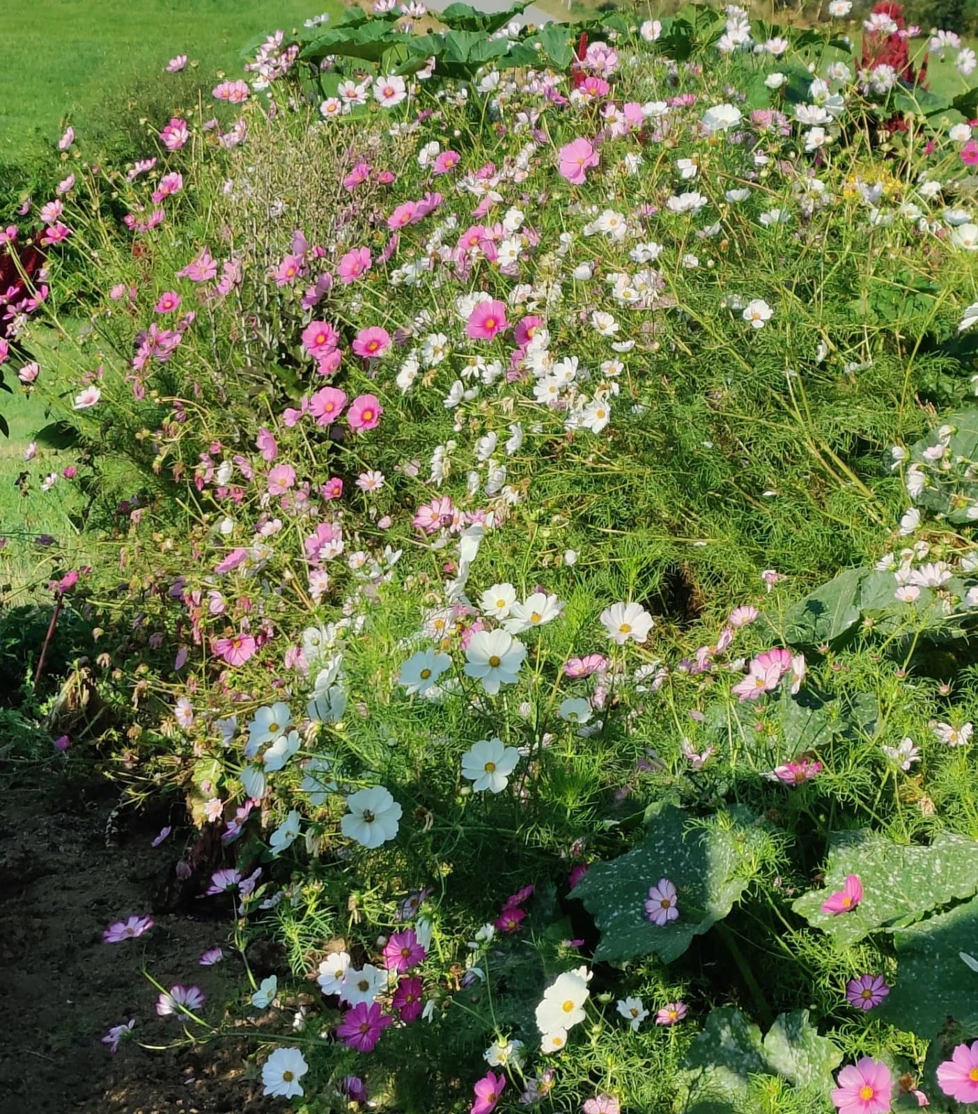 Cosmea-Mix Schmuckkörbchen Samen aus unserem Naturgarten auf Last Farm