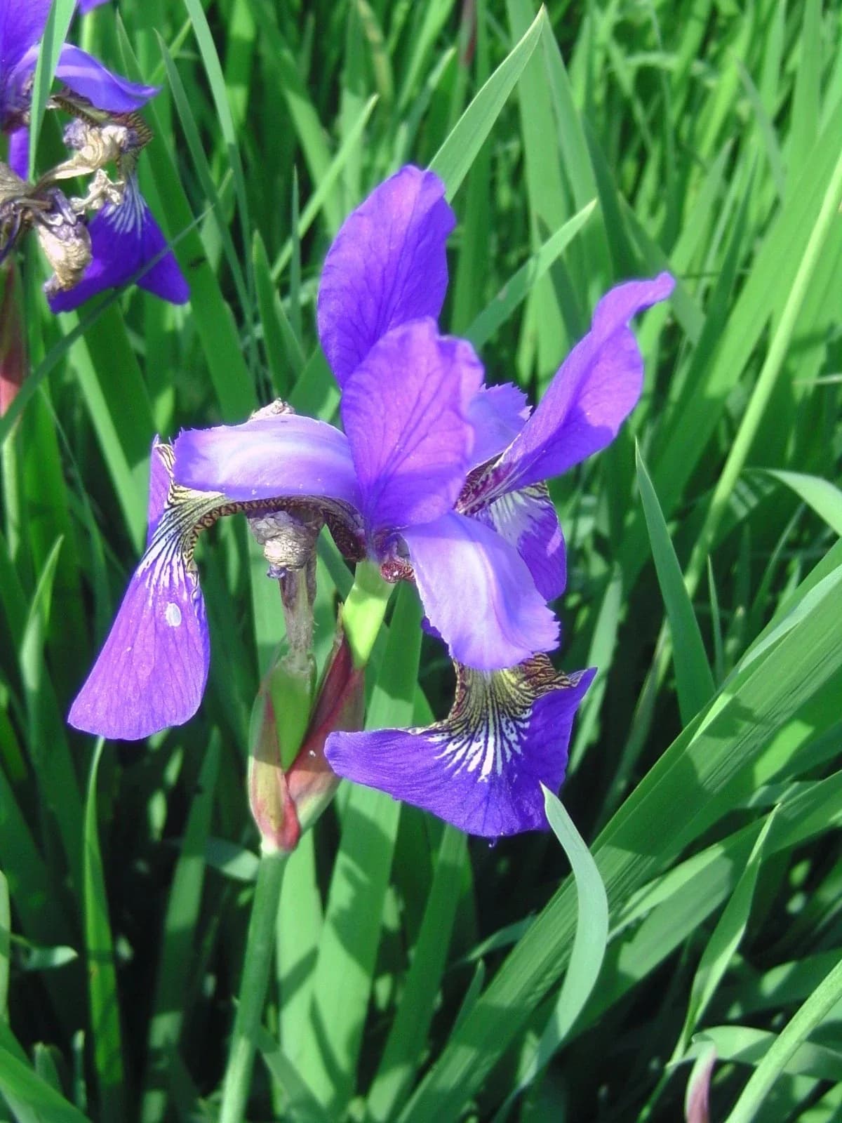 Sibirische Schwertlilie Samen aus unserem Naturgarten auf Last Farm