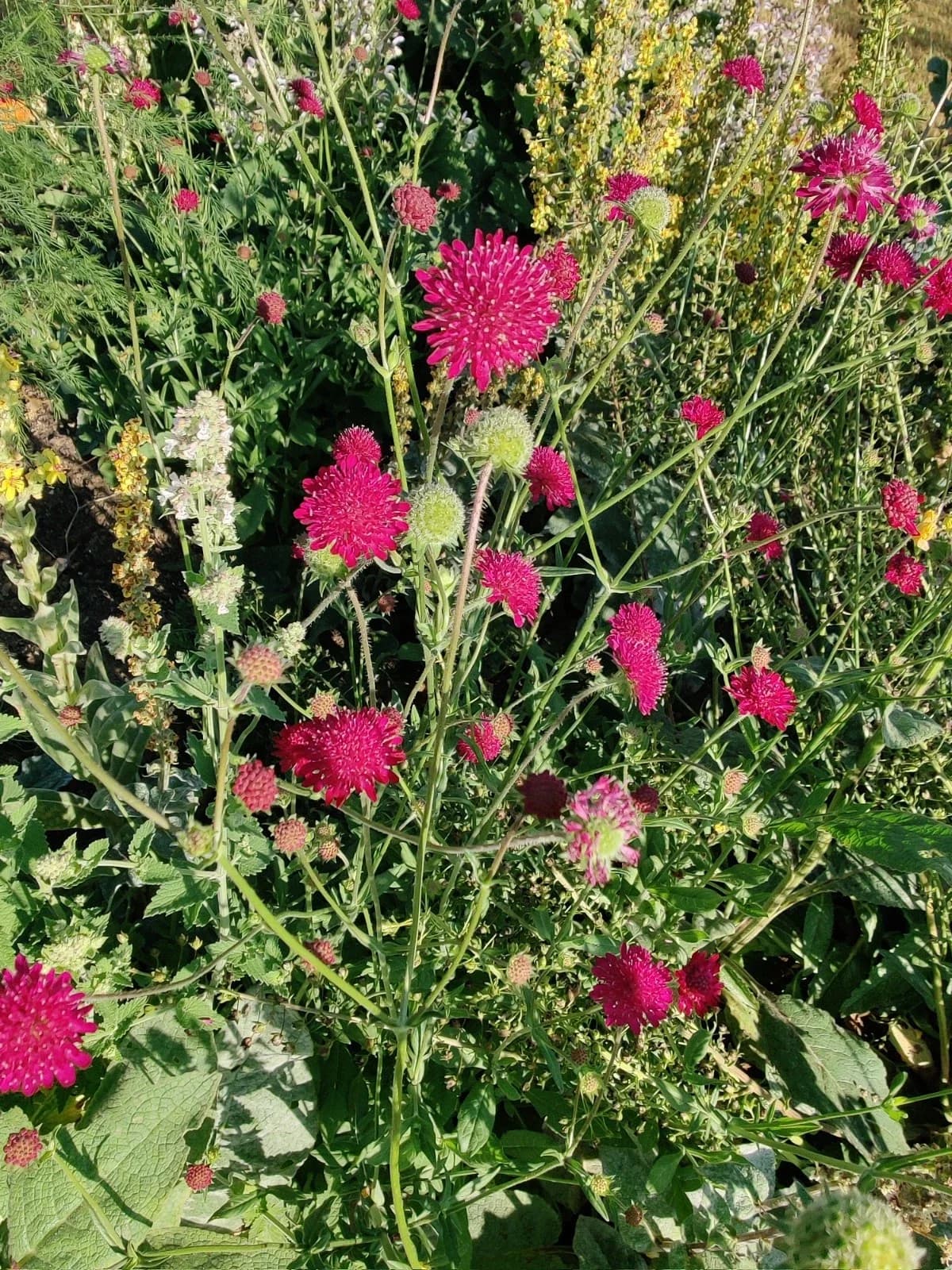 Mazedonische Witwenblume Samen aus unserem Naturgarten auf Last Farm