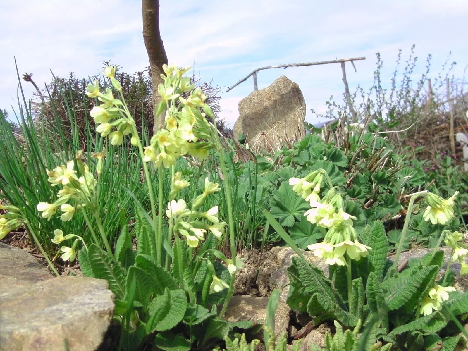 Schlüsselblume Samen aus unserem Naturgarten auf Last Farm