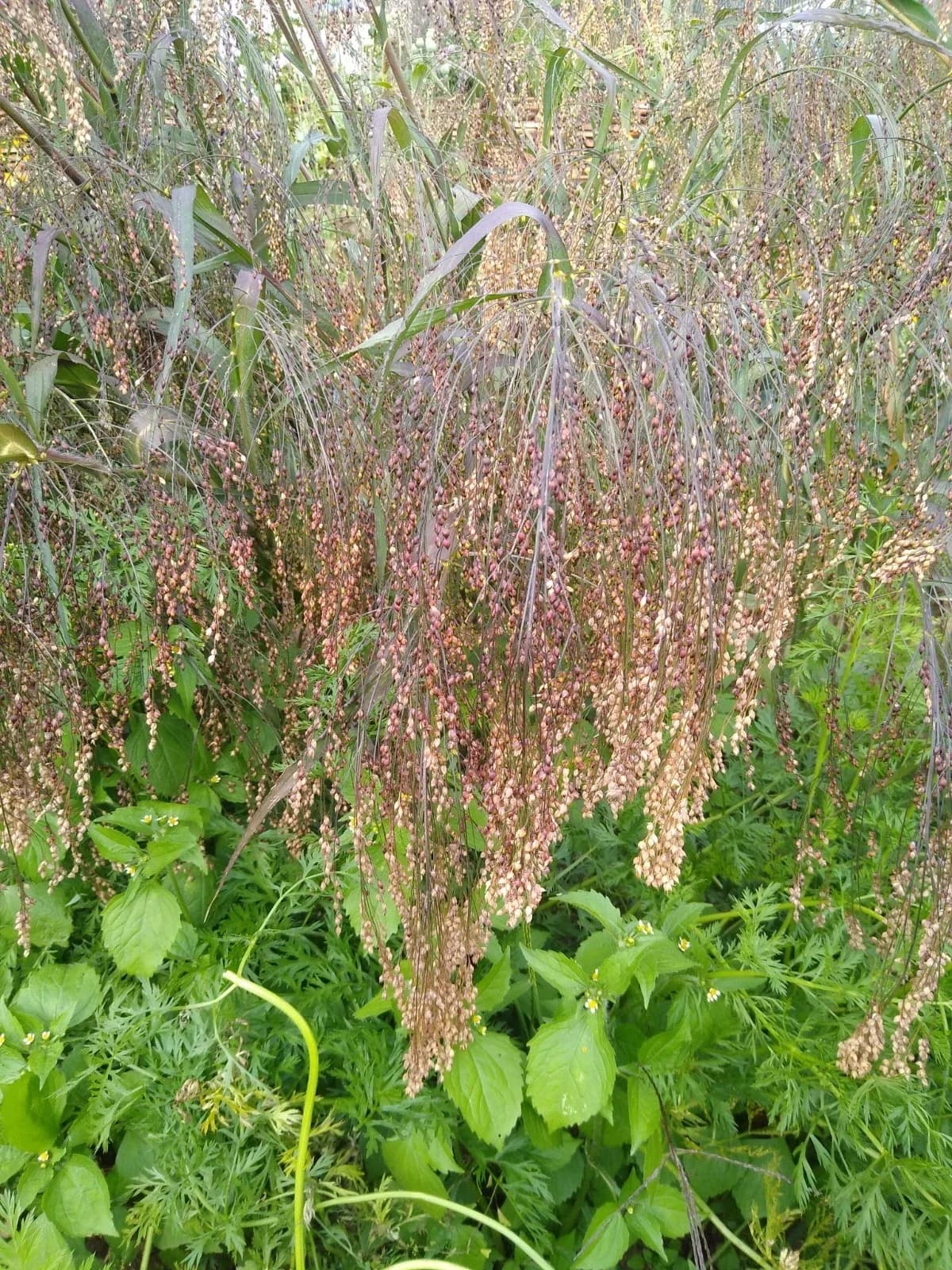 Braunhirse Samen aus unserem Naturgarten auf Last Farm