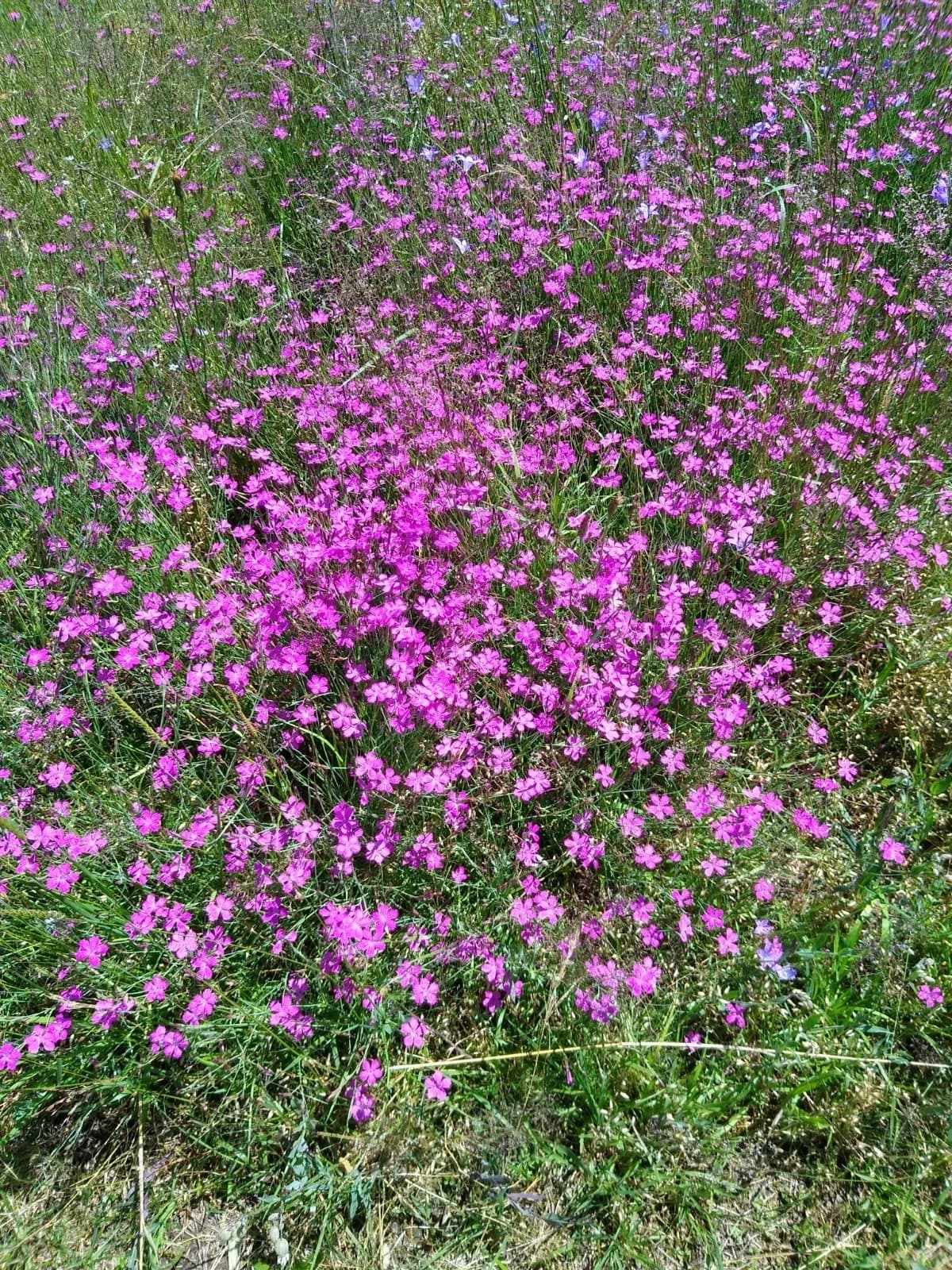 Heide-Nelke Samen aus unserem Naturgarten auf Last Farm