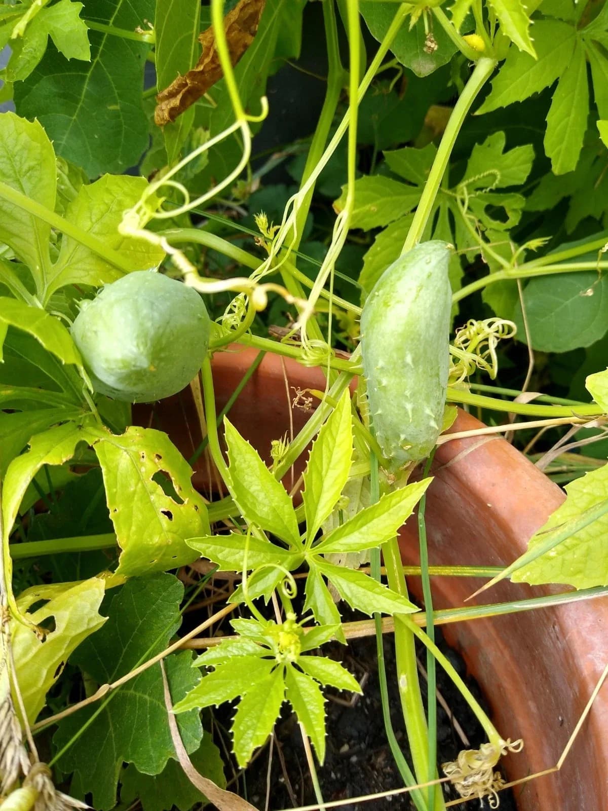 Inkagurke Samen aus unserem Naturgarten auf Last Farm