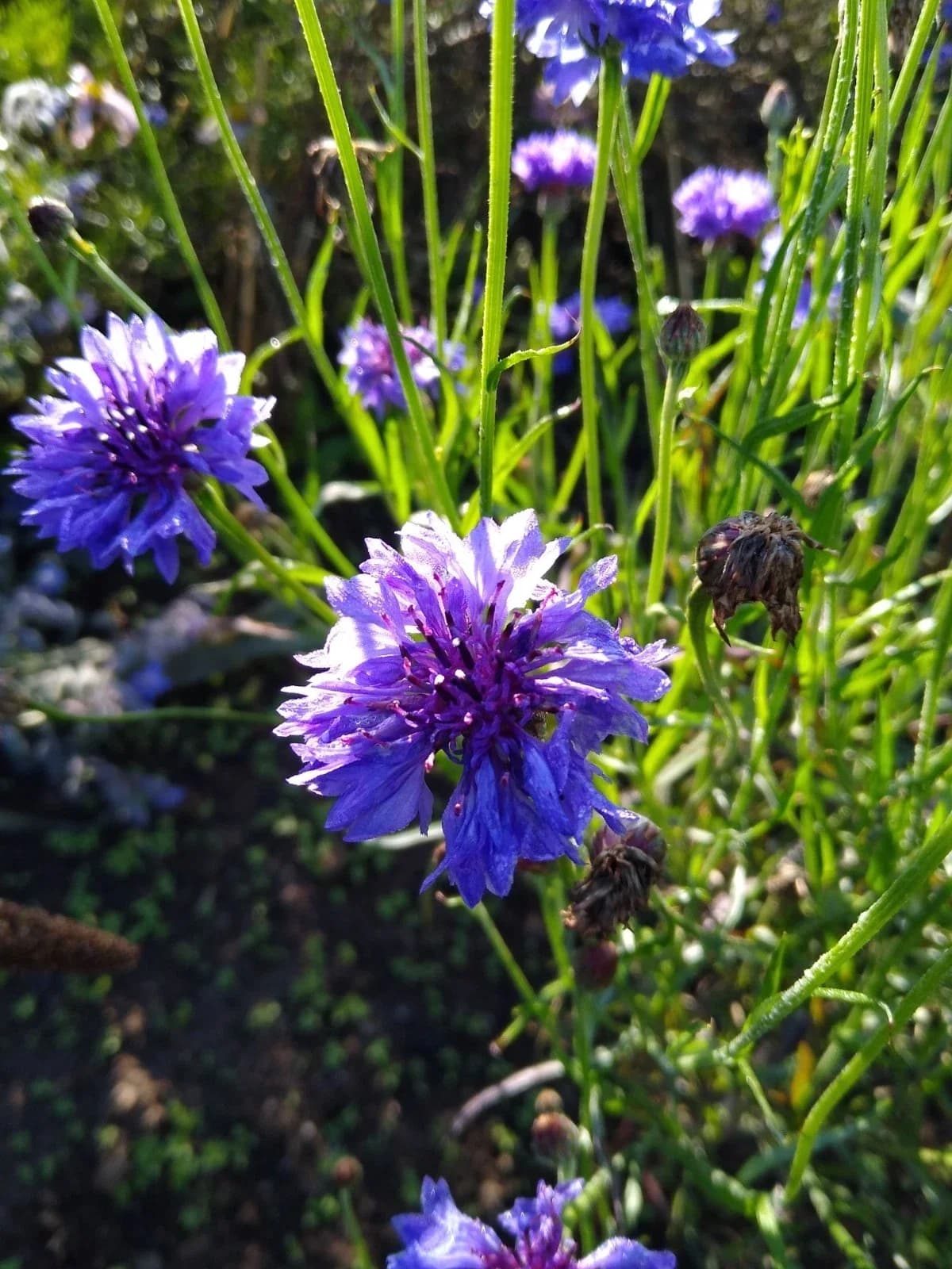 Blaue Kornblume Samen aus unserem Naturgarten auf Last Farm