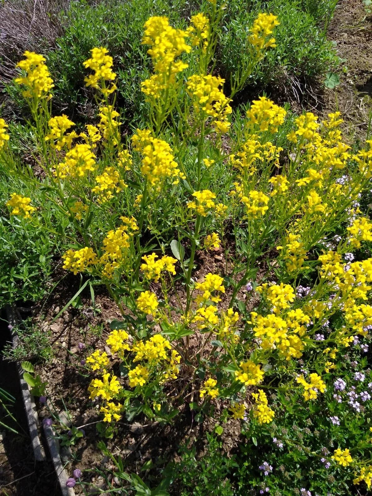Barbarakraut Samen aus unserem Naturgarten auf Last Farm
