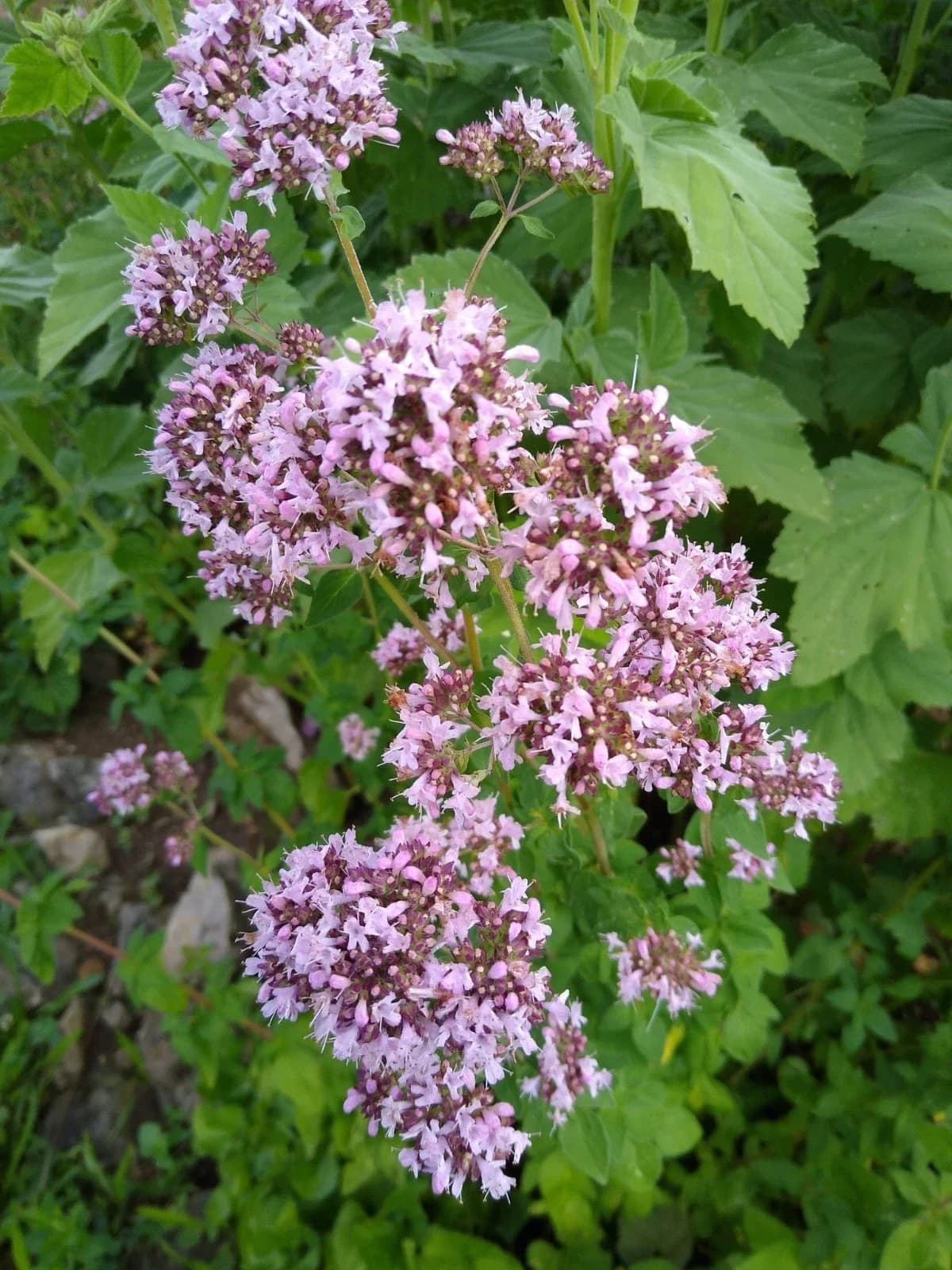 Wilder Oregano Samen aus unserem Naturgarten auf Last Farm