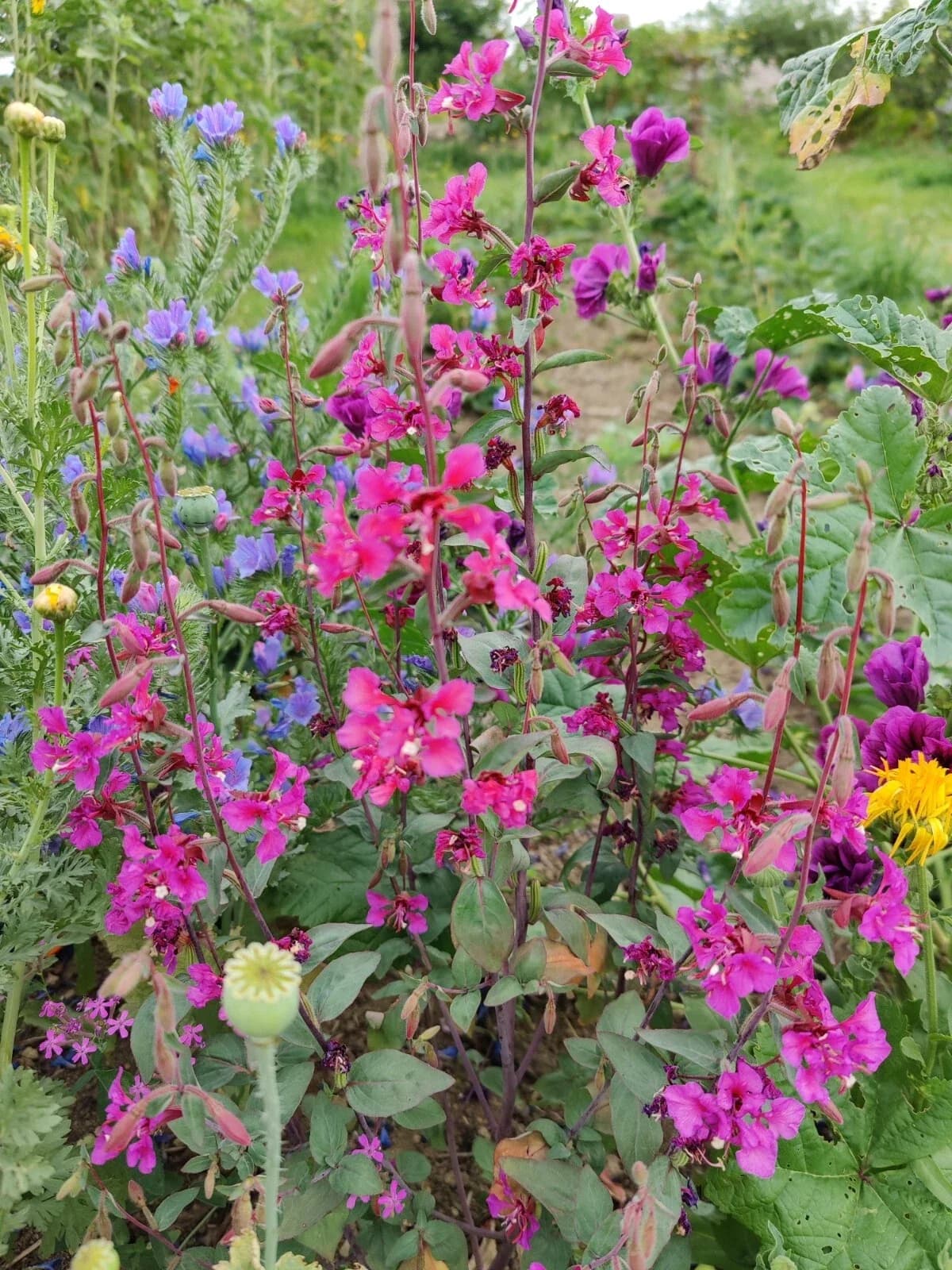 Mandelröschen Samen aus unserem Naturgarten auf Last Farm