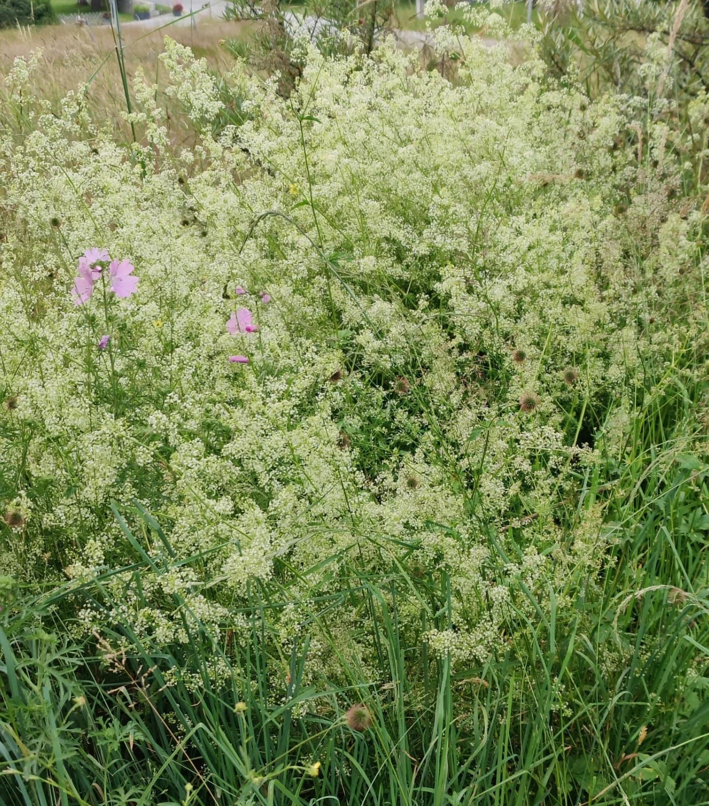 Wiesen-Labkraut Samen aus unserem Naturgarten auf Last Farm