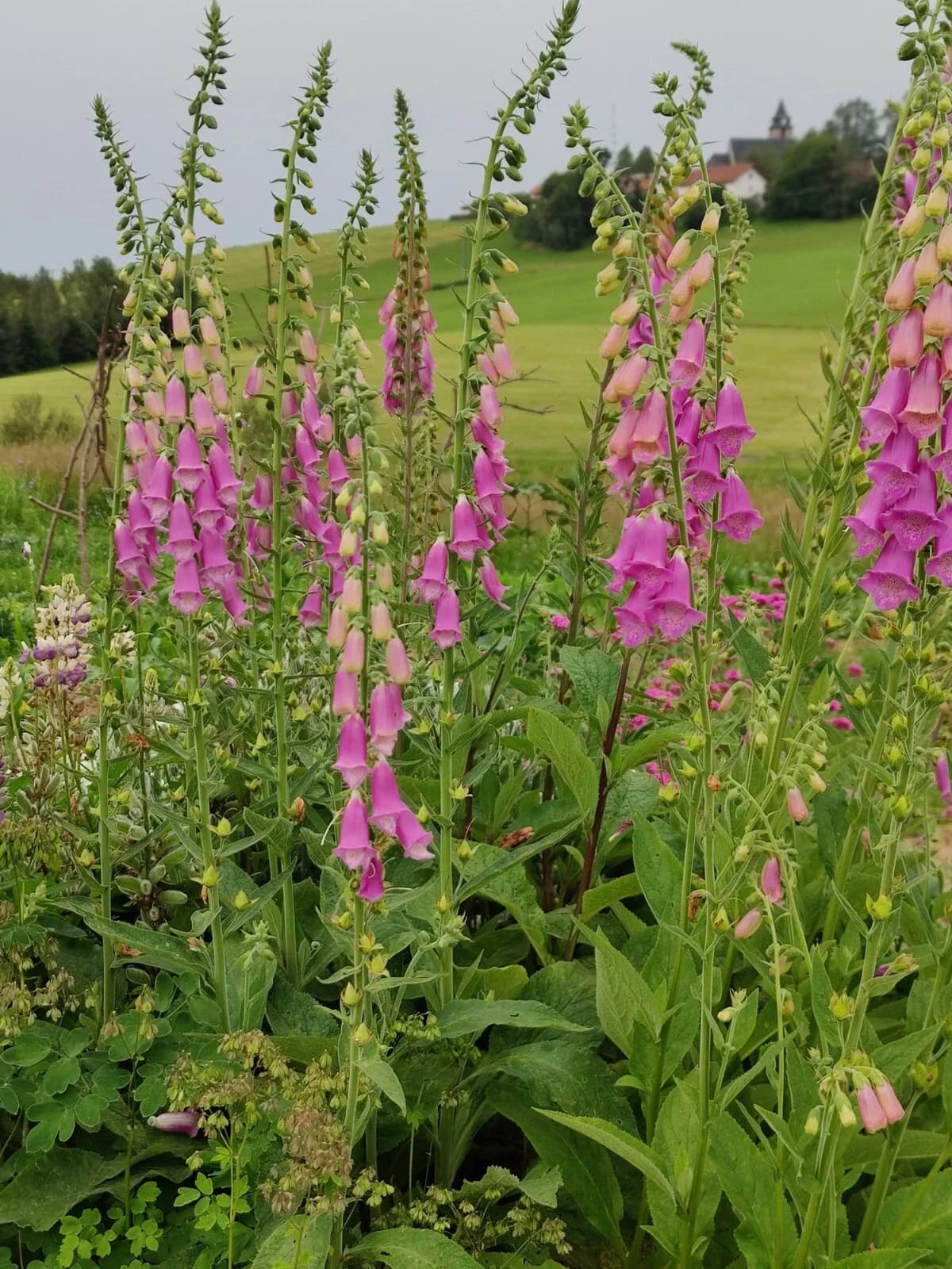 Fingerhut rosa Samen aus unserem Naturgarten auf Last Farm