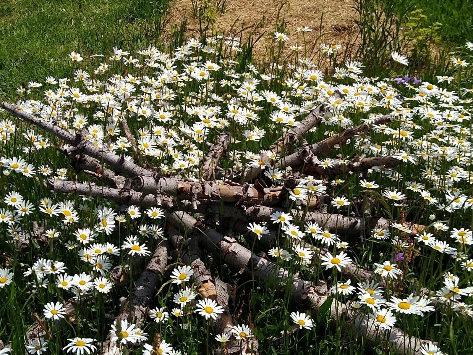 Wiesenmargerite Samen aus unserem Naturgarten auf Last Farm