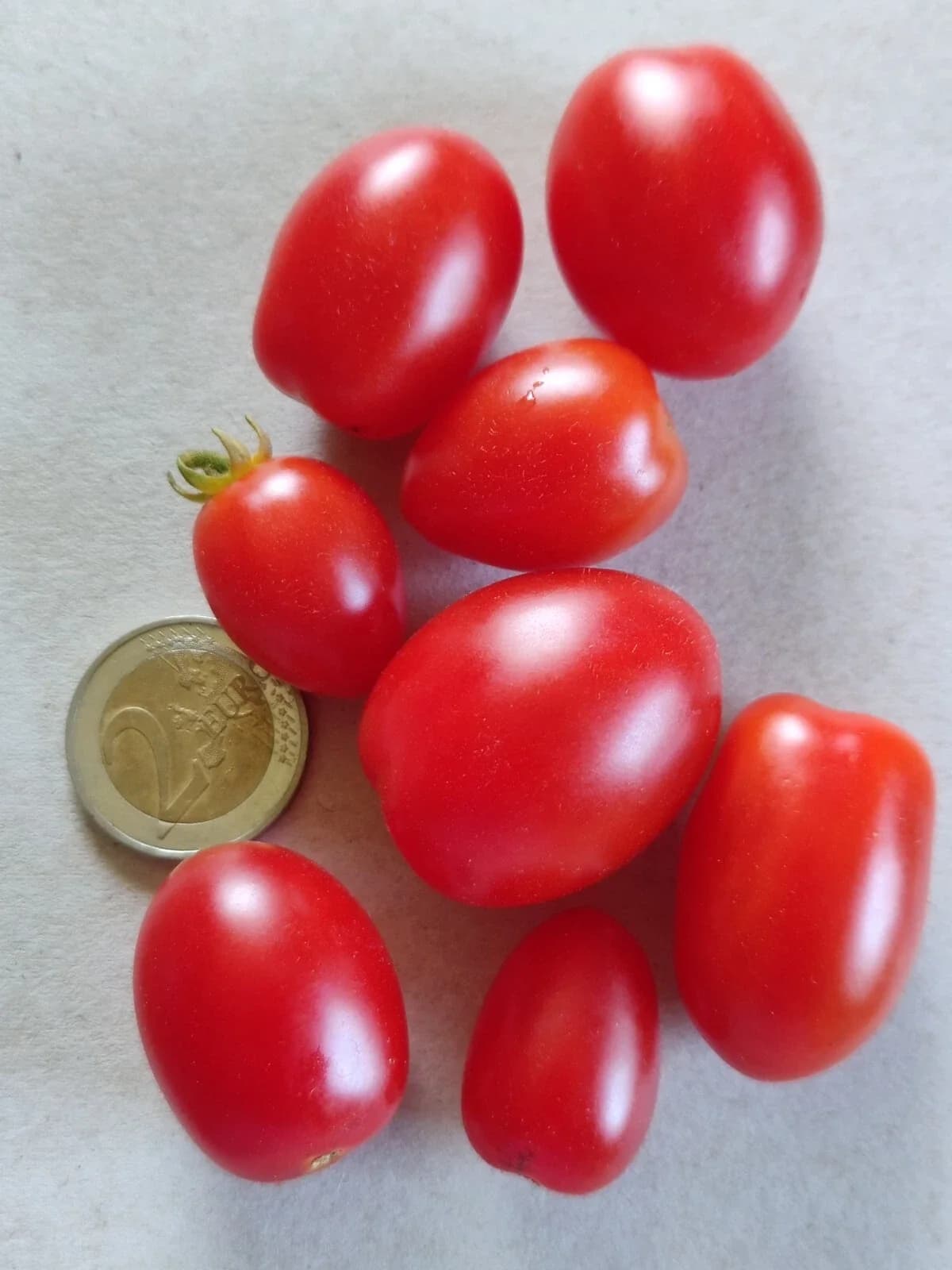 Topftomate „Little Red Tree“ Samen aus unserem Naturgarten auf Last Farm