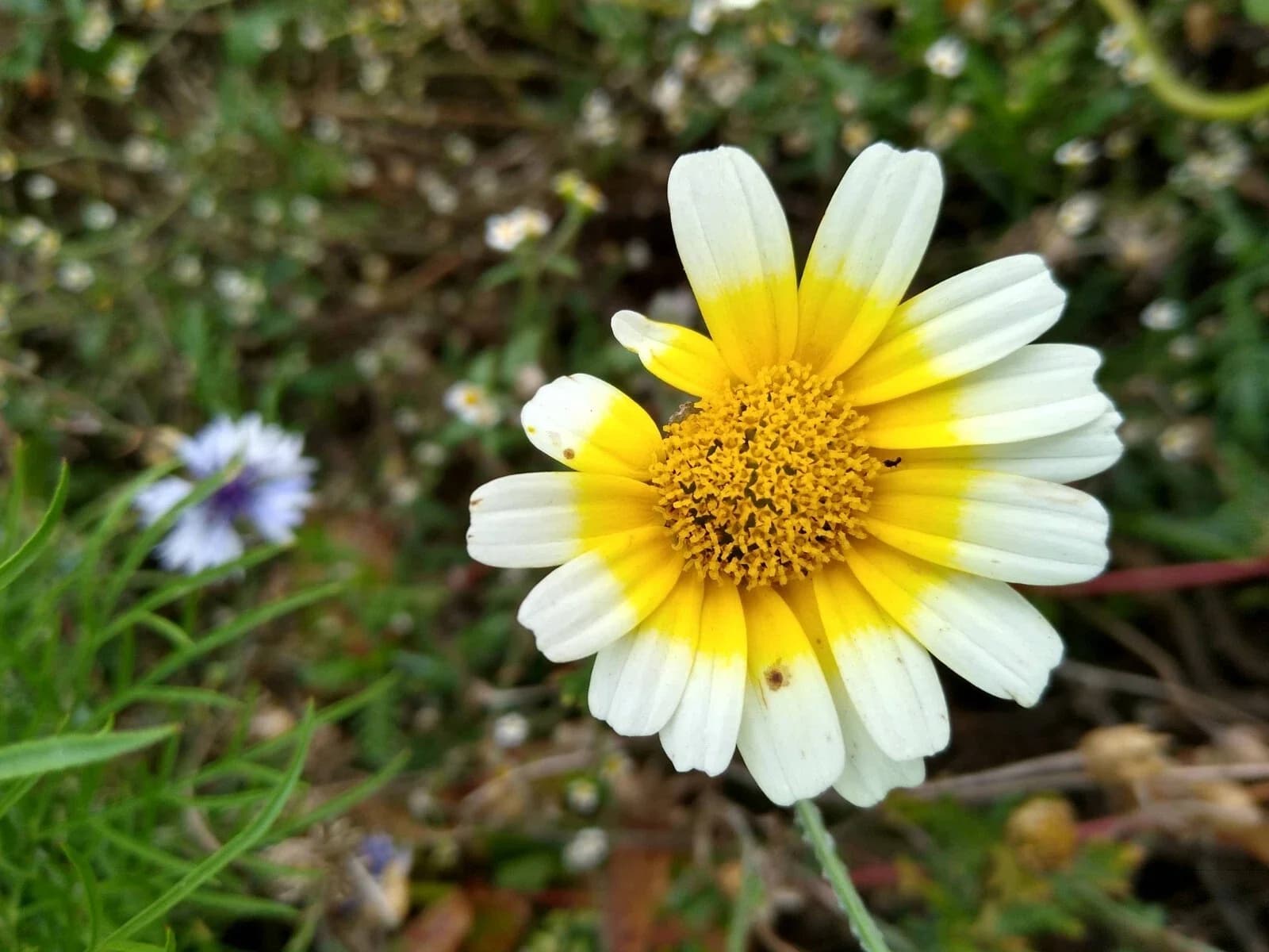 Speisechrysanthemen Samen aus unserem Naturgarten auf Last Farm