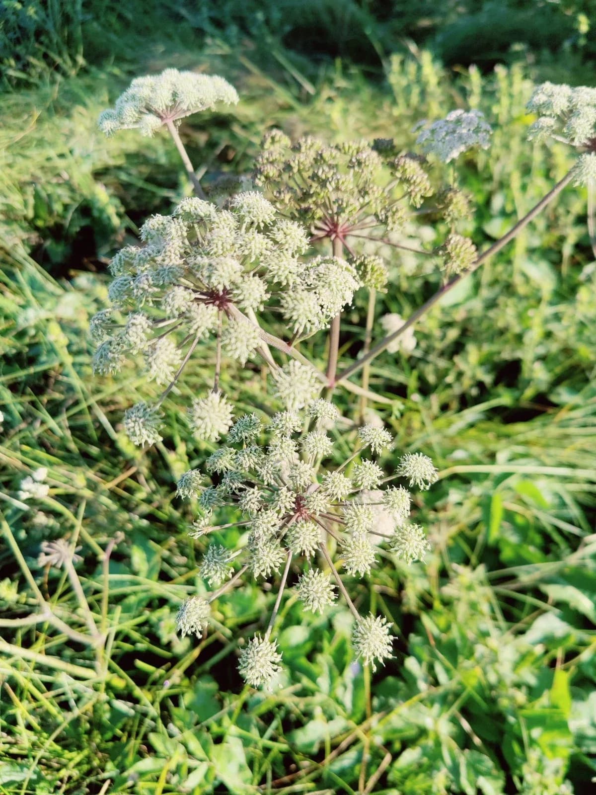 Wald-Engelwurz Samen aus unserem Naturgarten auf Last Farm