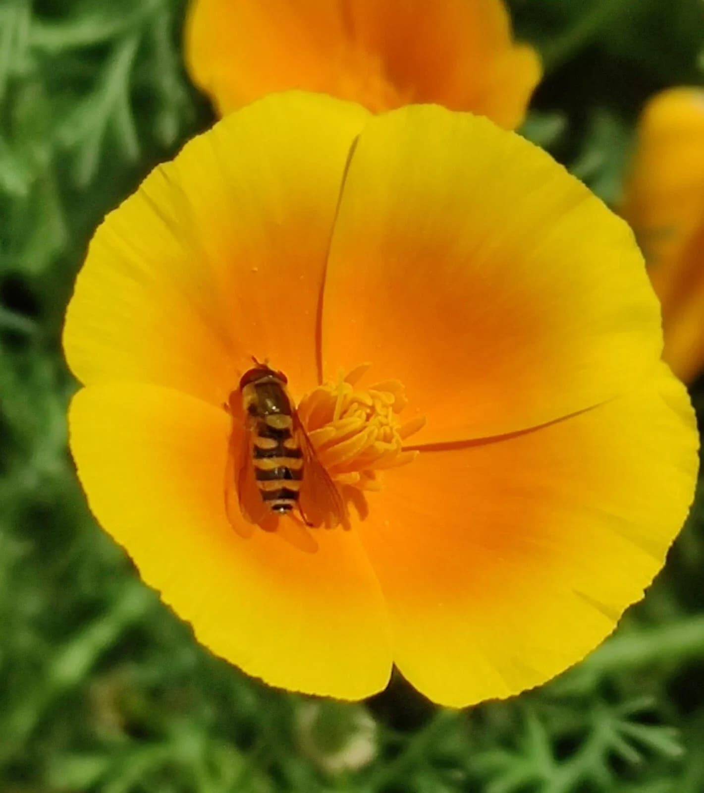 Kalifornischer Mohn Samen aus unserem Naturgarten auf Last Farm