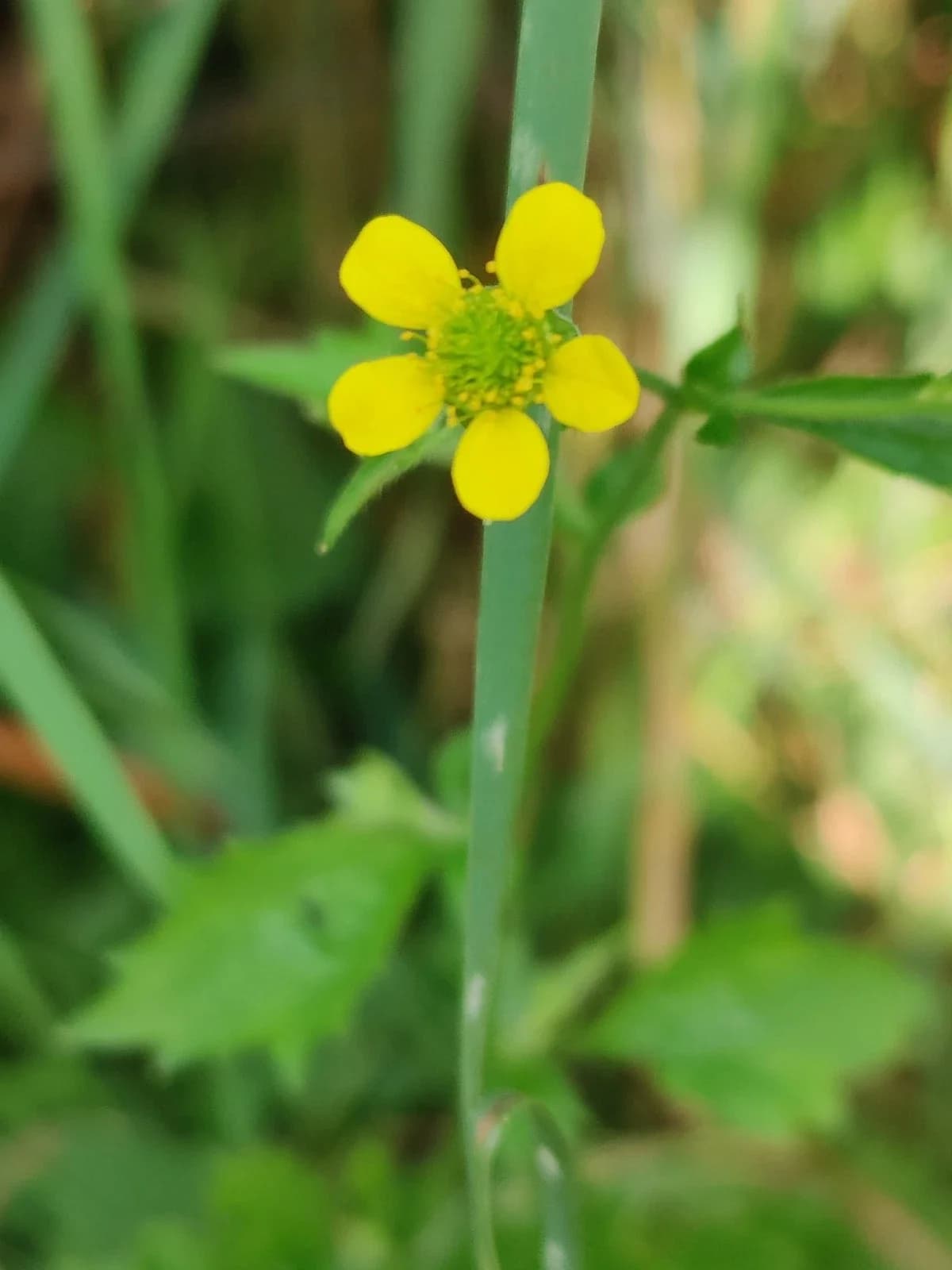 Nelkenwurz Samen aus unserem Naturgarten auf Last Farm